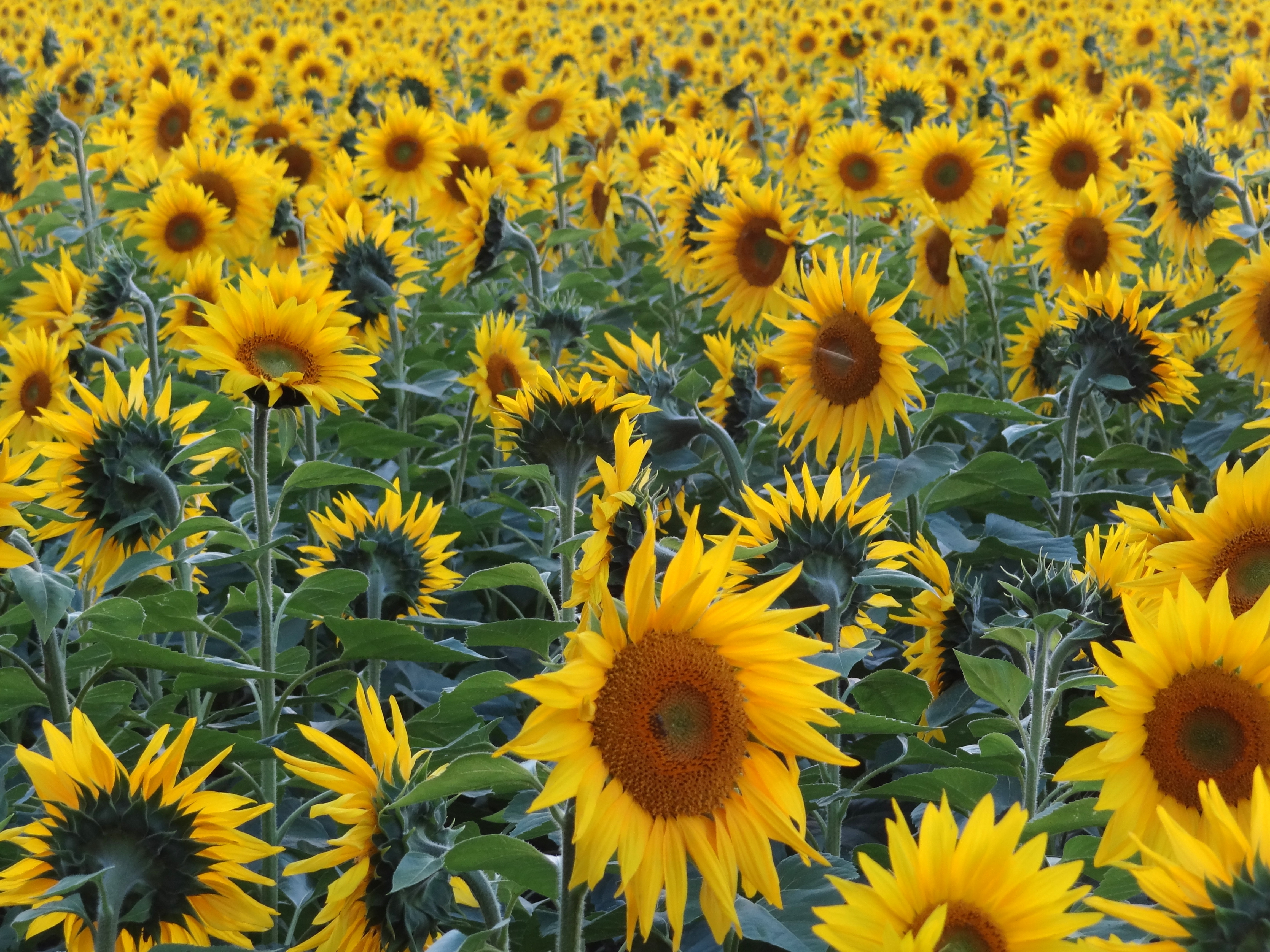 Download Free photo: Yellow Sunflower Field - Agriculture, Landscape, Sunny - Free Download - Jooinn