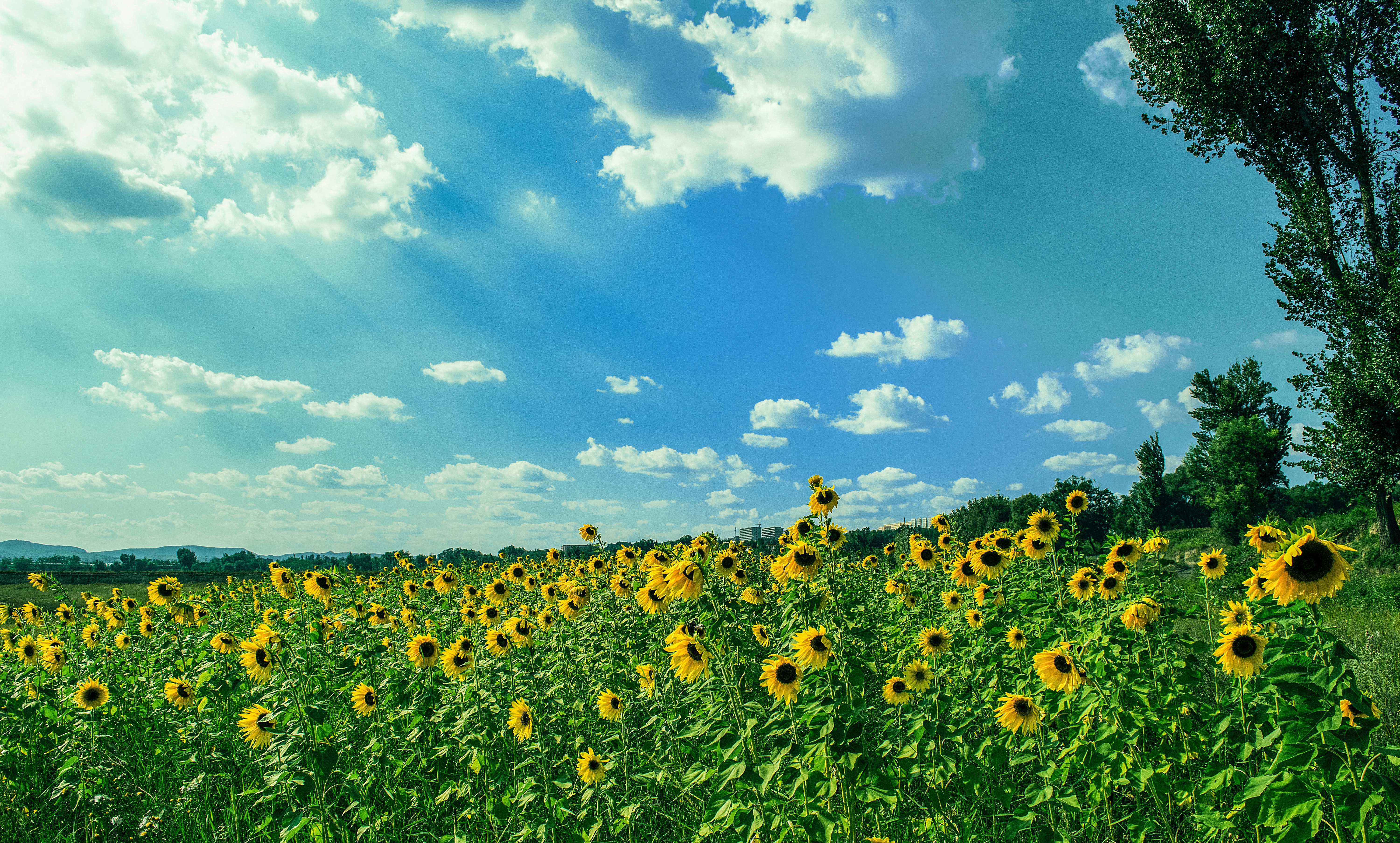 Yellow sunflower field under blue and white sky photo