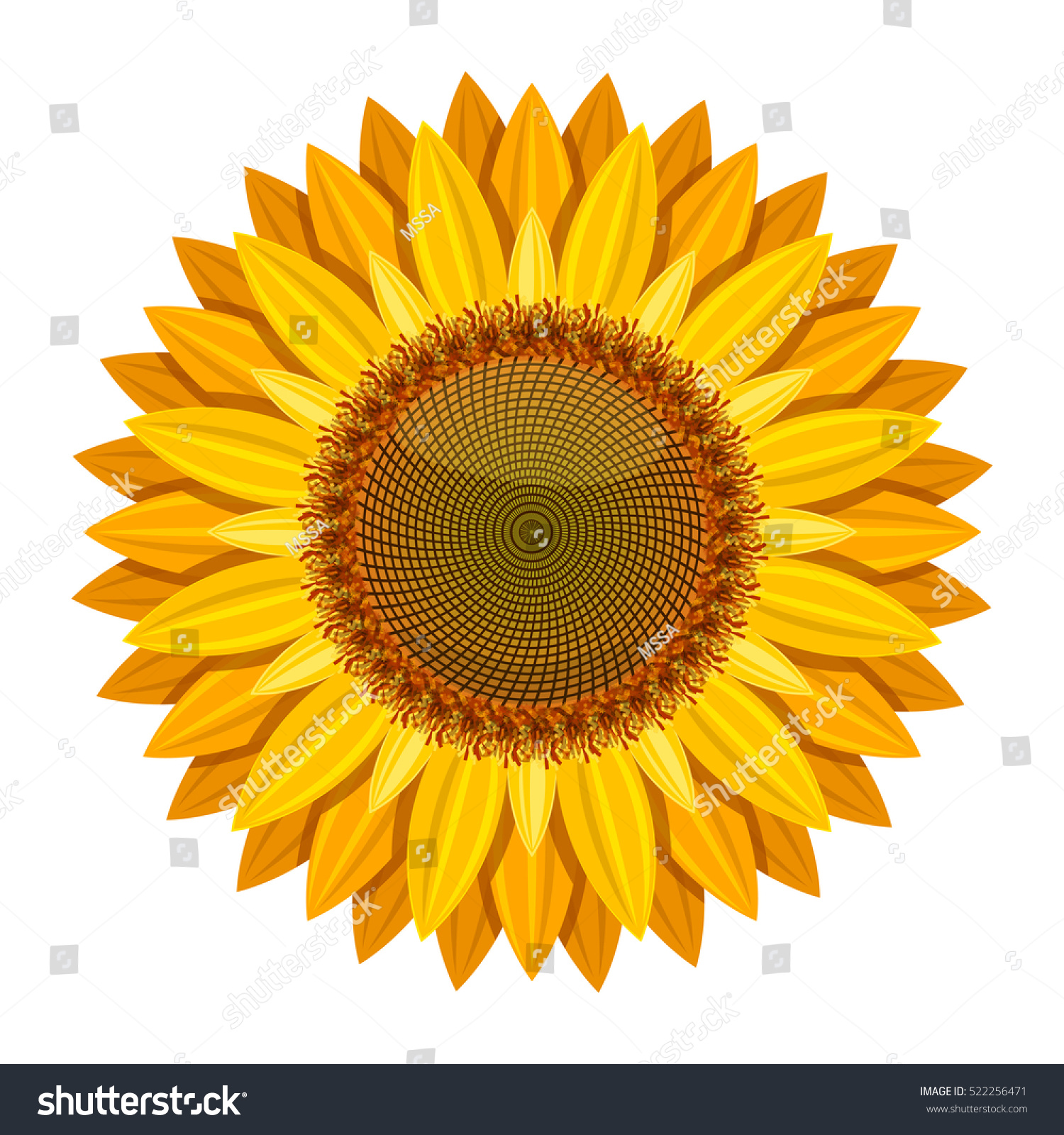 Sunflower Vector Isolated On White Background Stock Vector HD ...