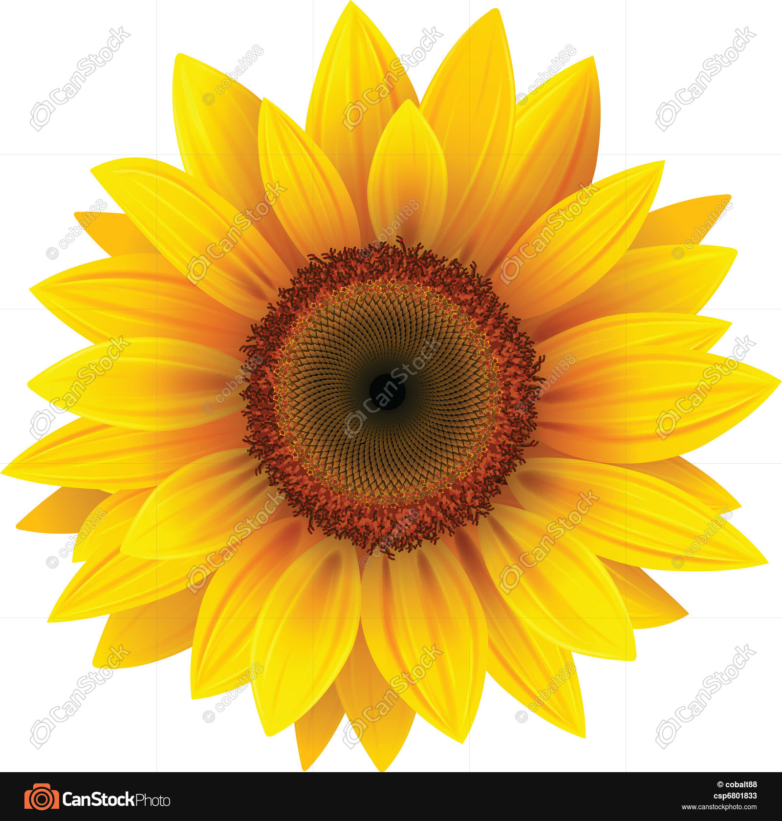 Vector sunflower, realistic illustration. vectors - Search Clip Art ...