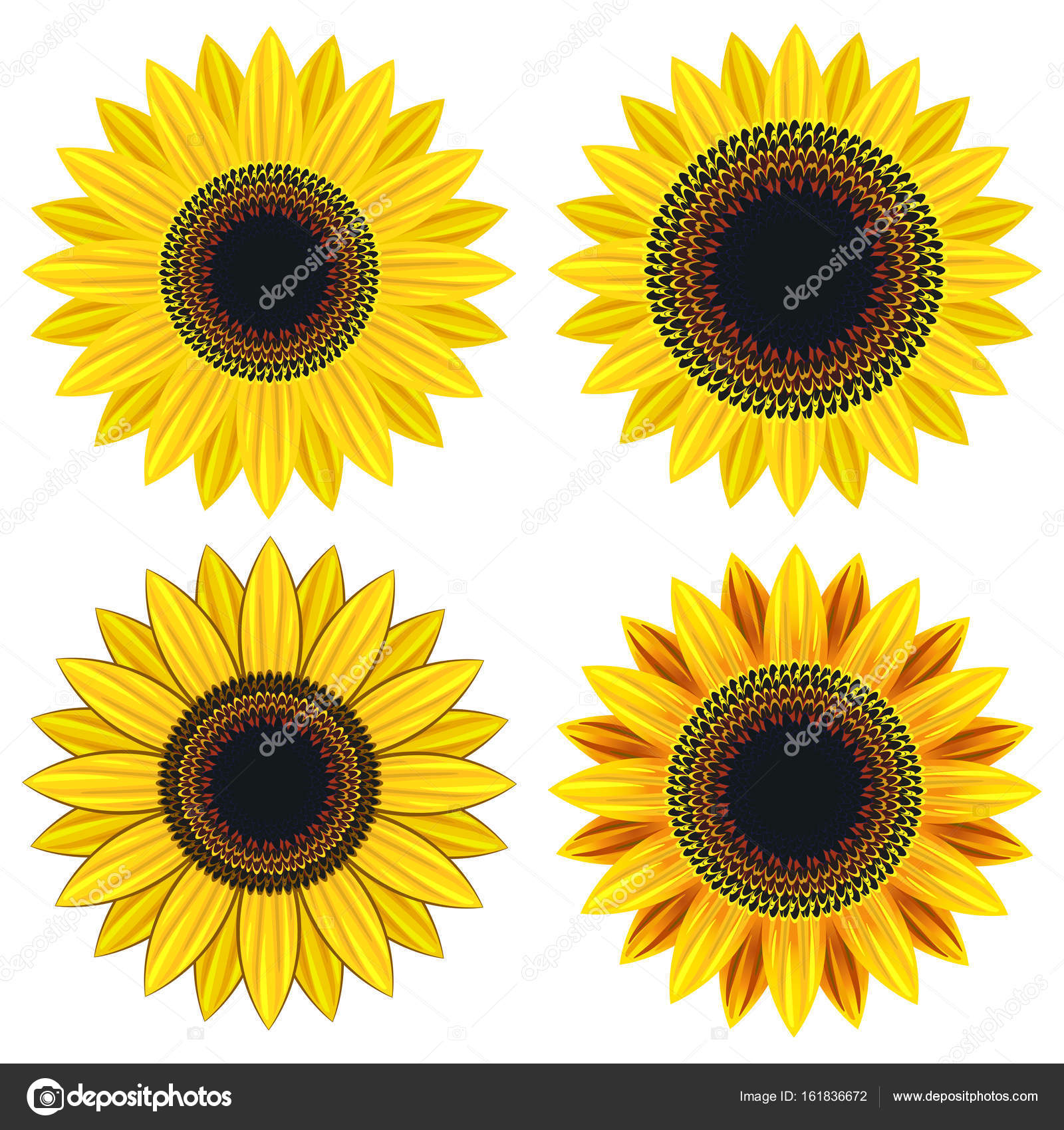 Set of bright yellow sunflower — Stock Vector © jkazanceva #161836672