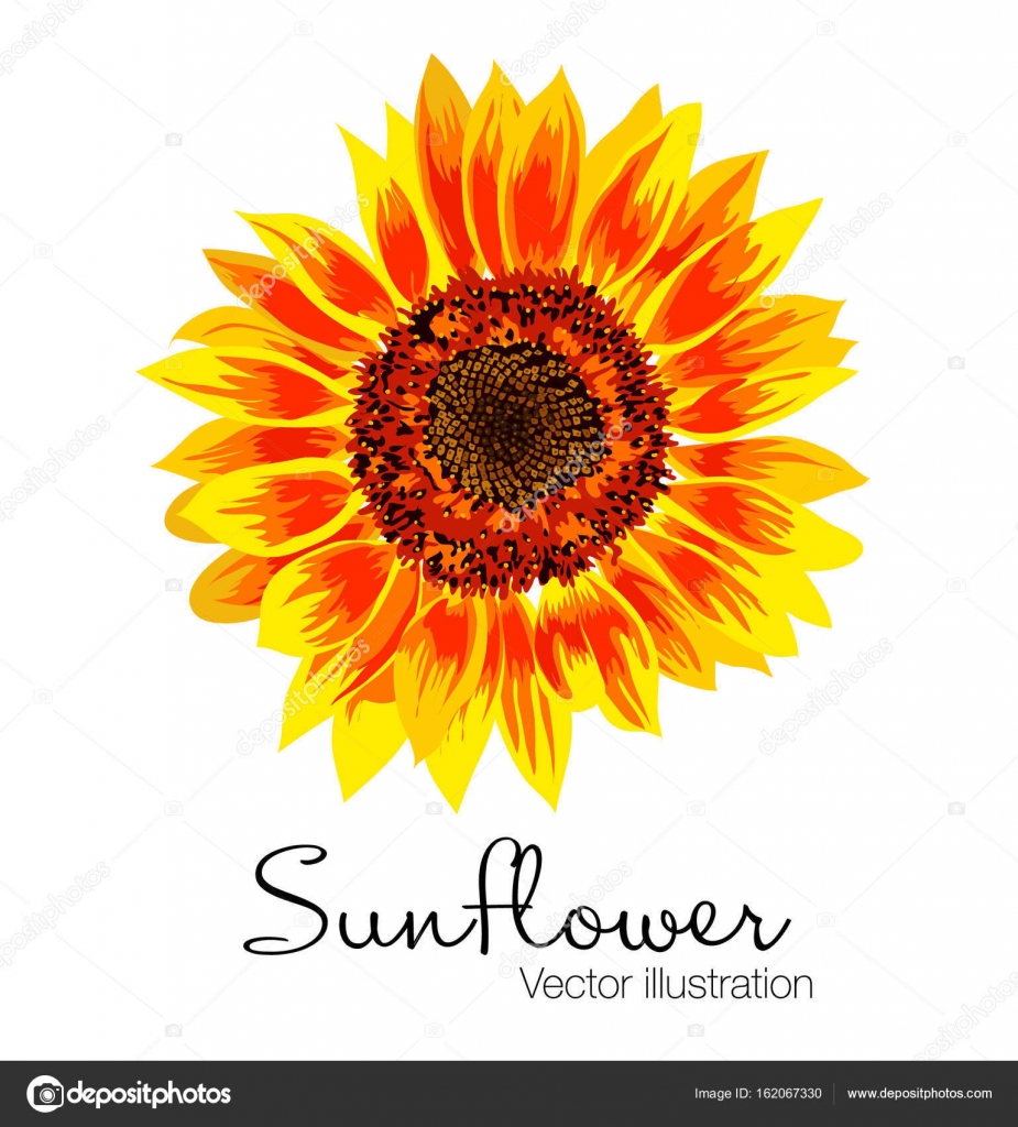 Vector illustration of yellow sunflower — Stock Vector ...