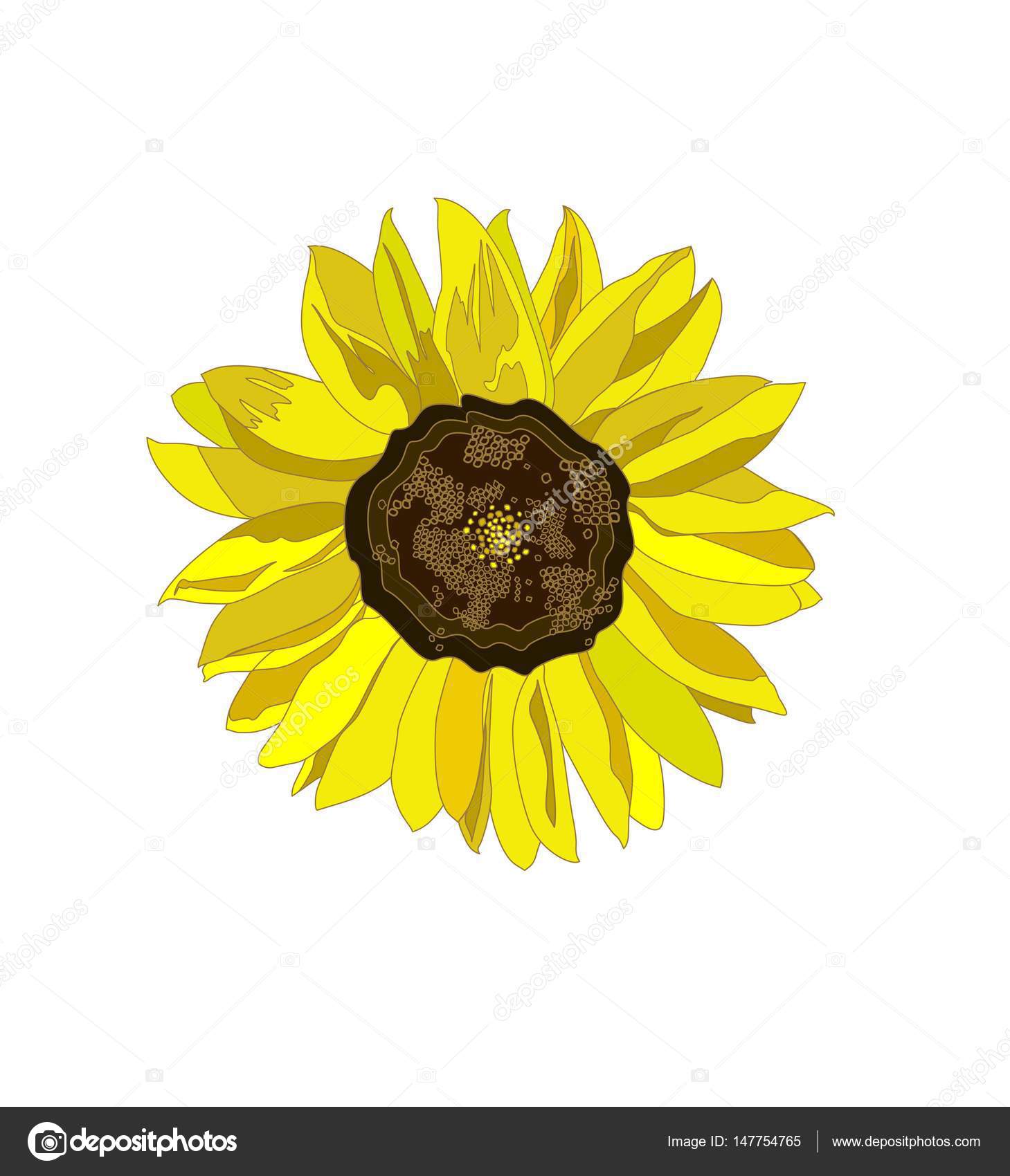 Yellow sunflower isolated on white background — Stock Vector ...