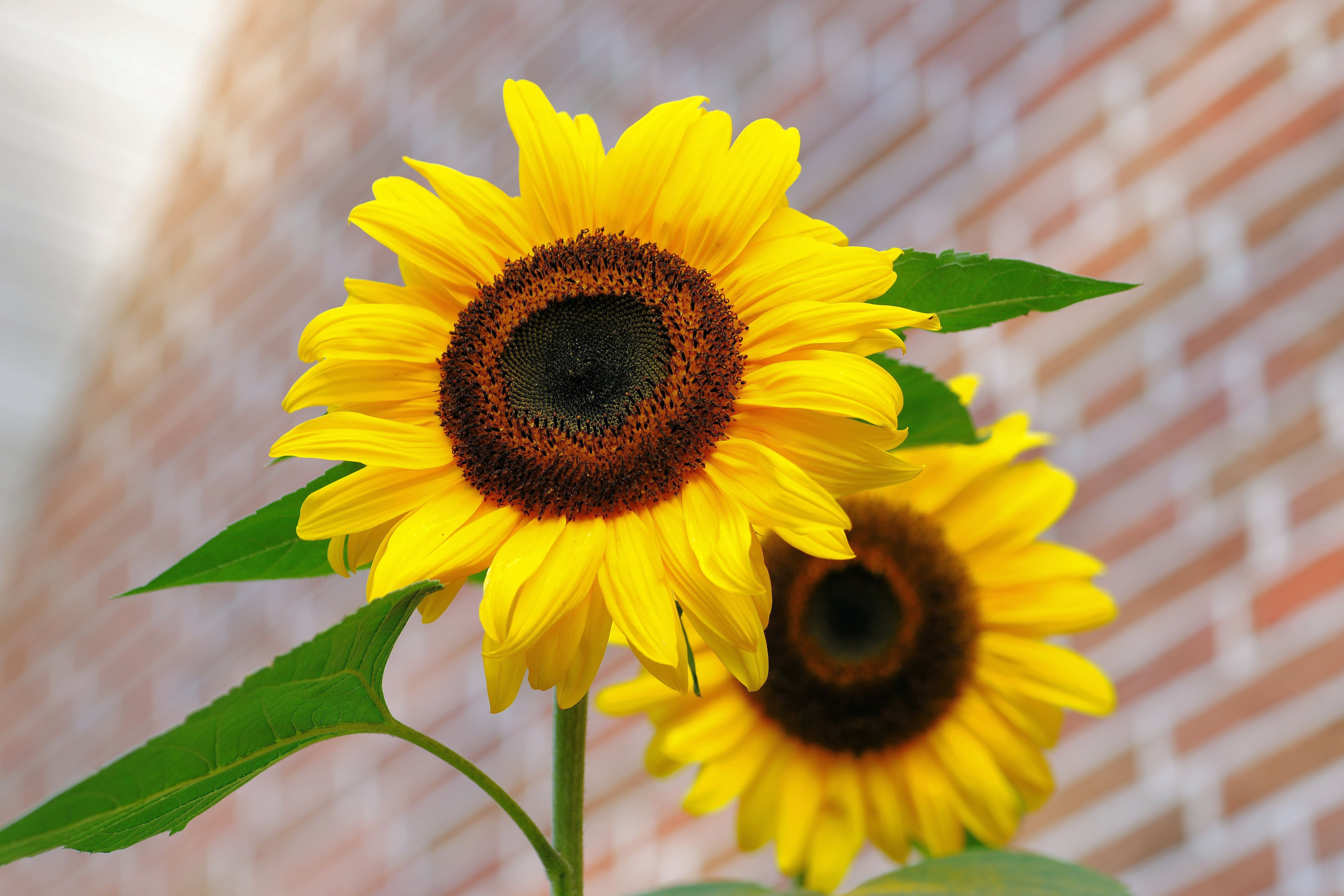 Hướng dương (sunflower): Hãy chiêm ngưỡng bức tranh tuyệt đẹp về những cây hướng dương với sắc vàng rực rỡ, tạo nên một khung cảnh sống động và lạ mắt. Tất cả đều được thể hiện rõ nét và sắc nét trong hình ảnh, khiến bạn như sống trong một cánh đồng hoa đầy màu sắc.