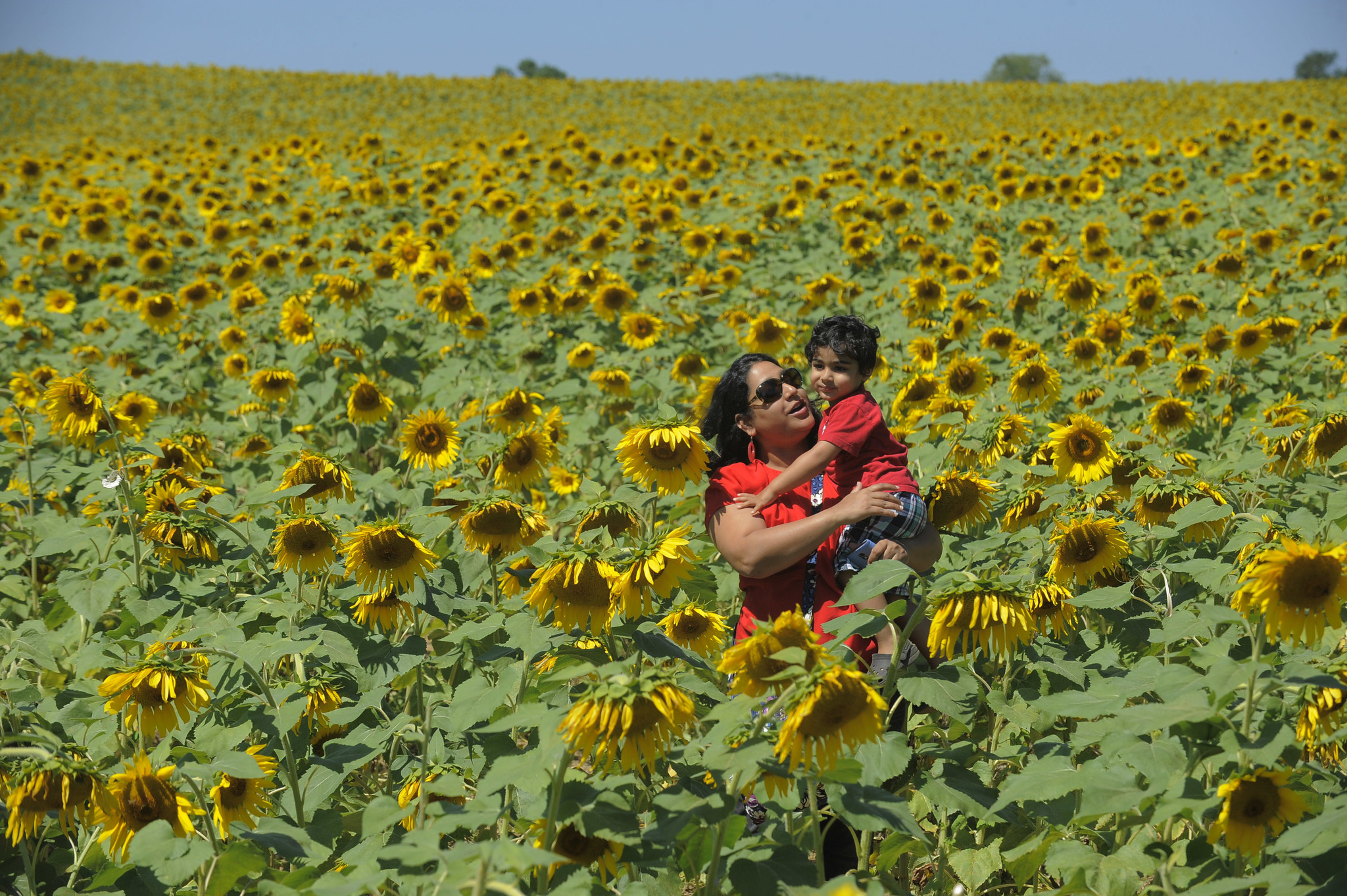 Sunflower mania in full bloom in Maryland - Baltimore Sun
