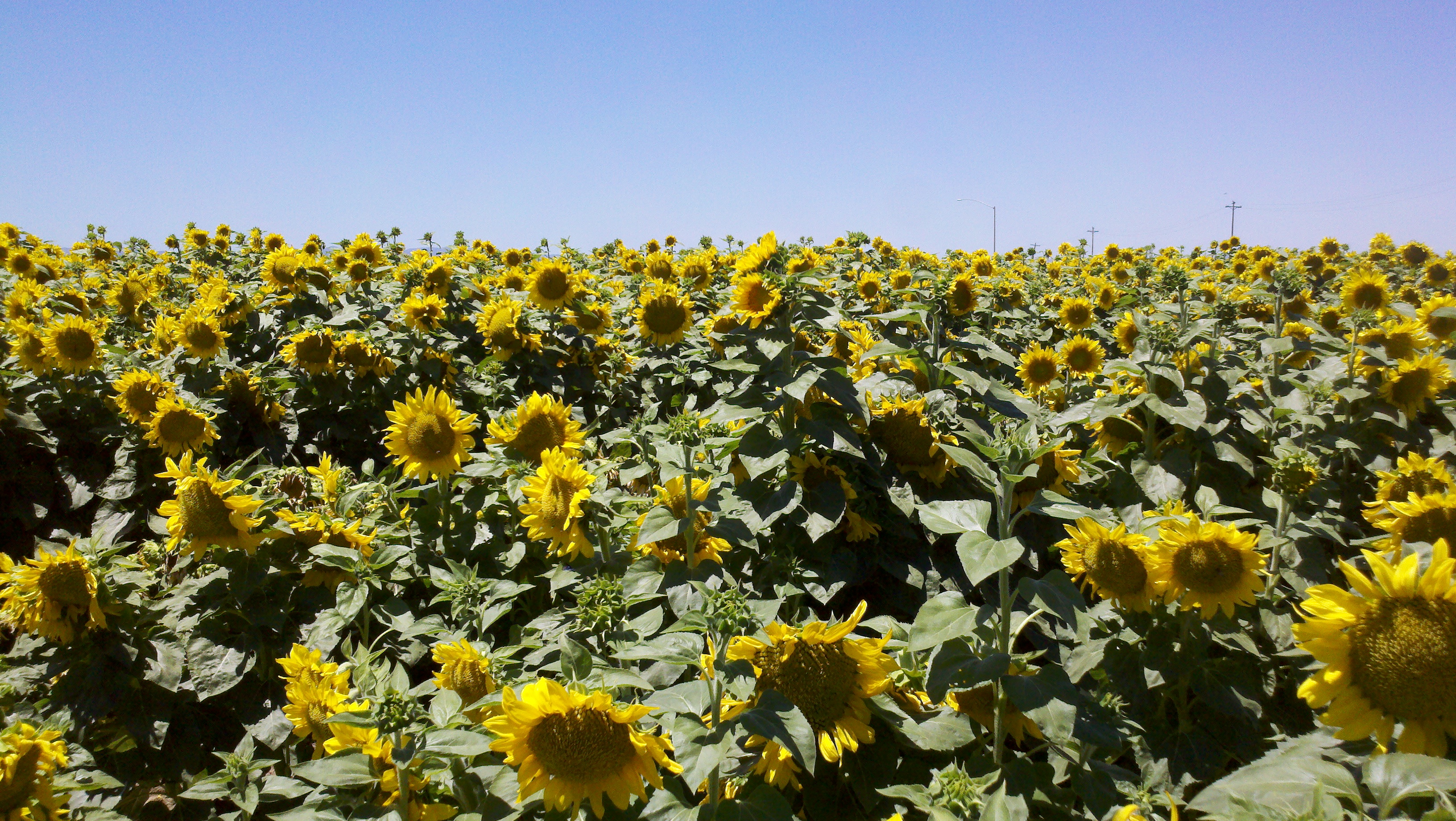 Sunflower fields in Northern California, Yolo county. | Veroniqque