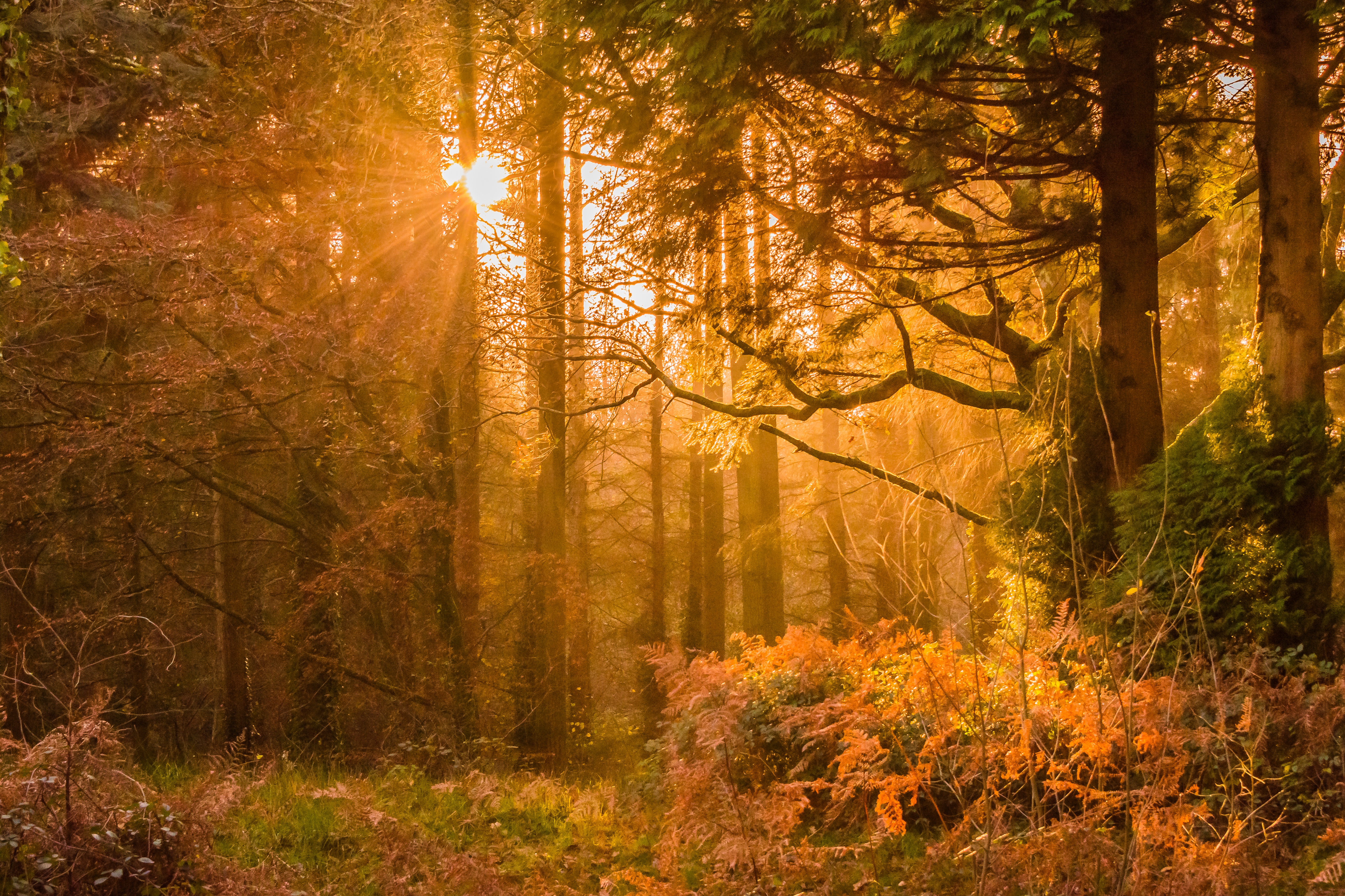 Yellow Sunset Rays Passing Through the Trees, Autumn, Outdoors, Weather, Trees, HQ Photo