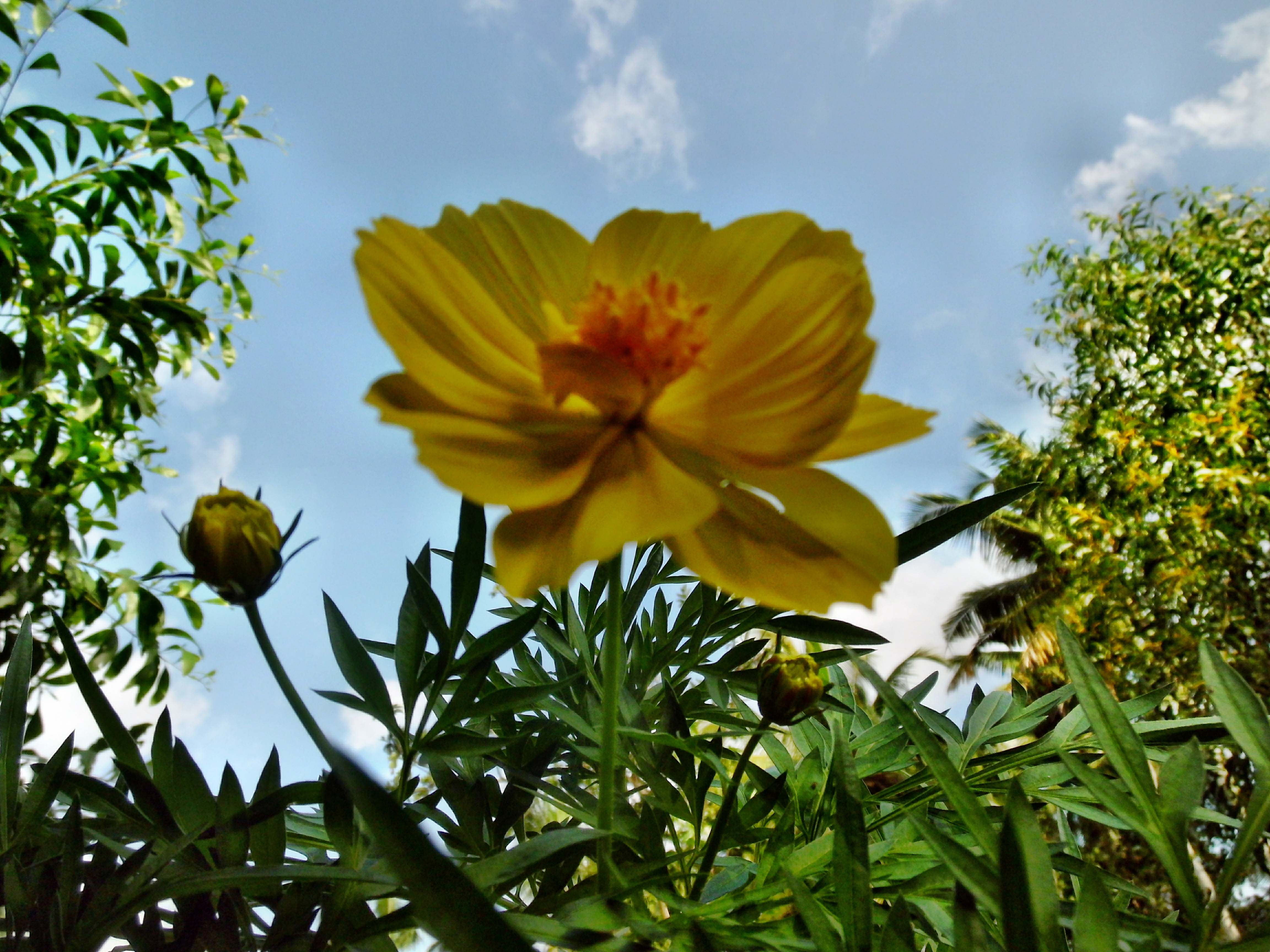 Yellow tagetes lucida flower photo
