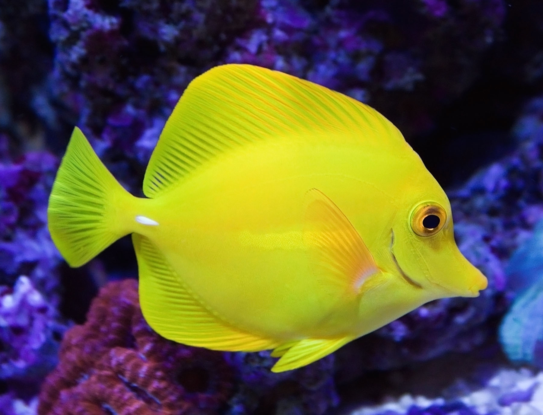 Yellow Tang | Creatures of the World Wikia | FANDOM powered by Wikia