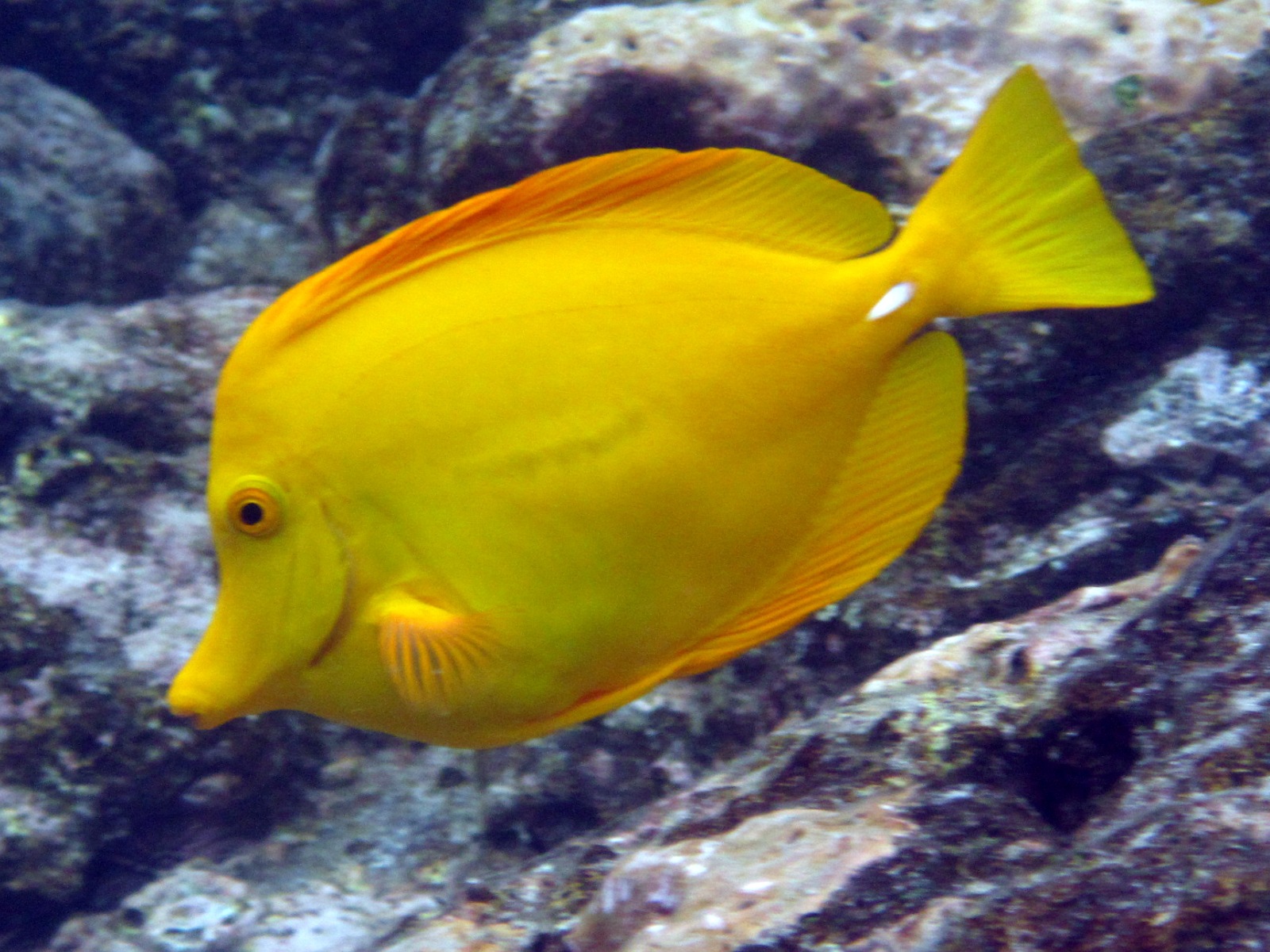 Yellow Tang Death: Old Age or Disease? - Reef Central Online Community