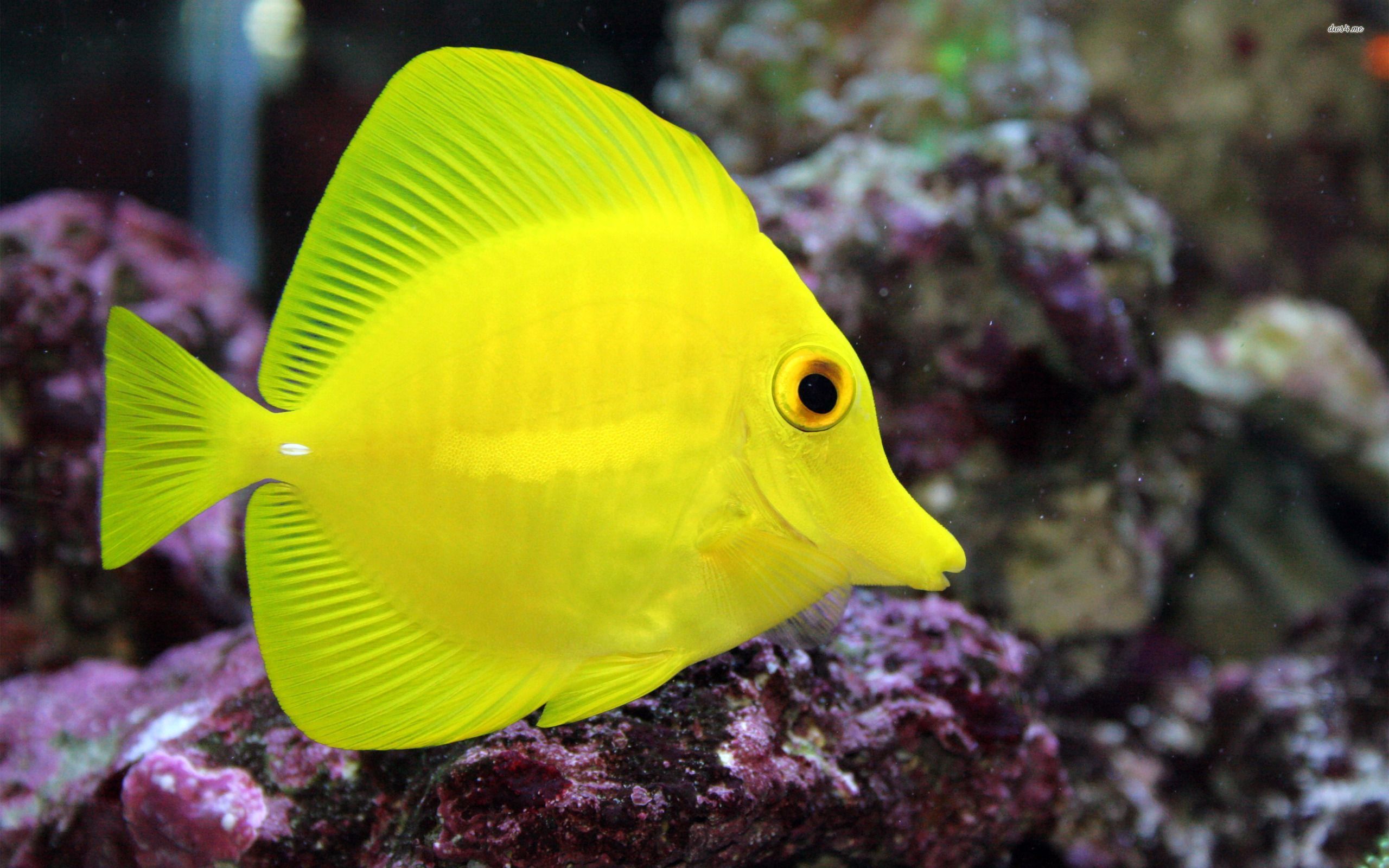 Yellow Tang: Care Requirements - Saltwateraquarist.com