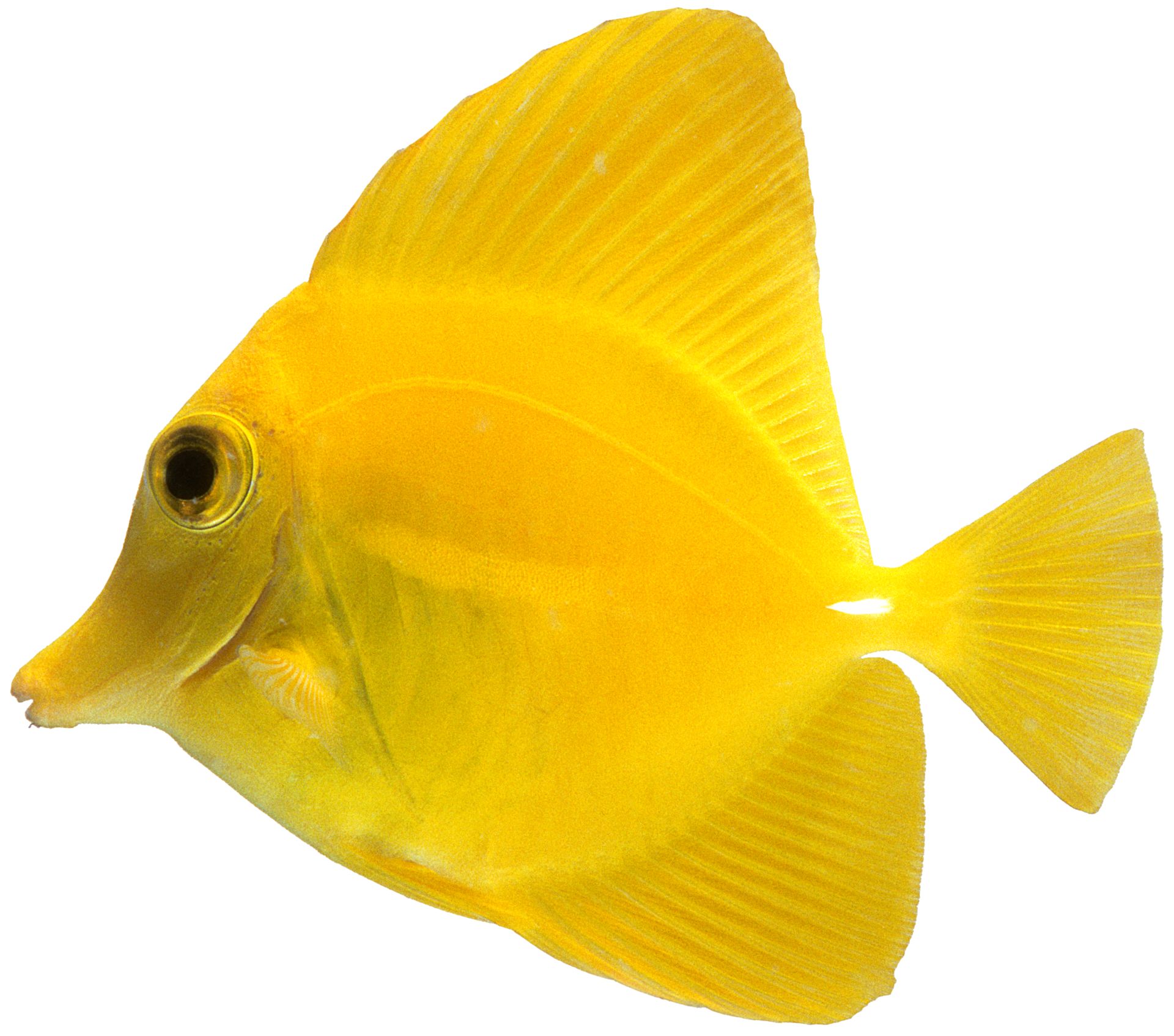 Yellow Tang | Yellow Tang Fish Facts | DK Find Out