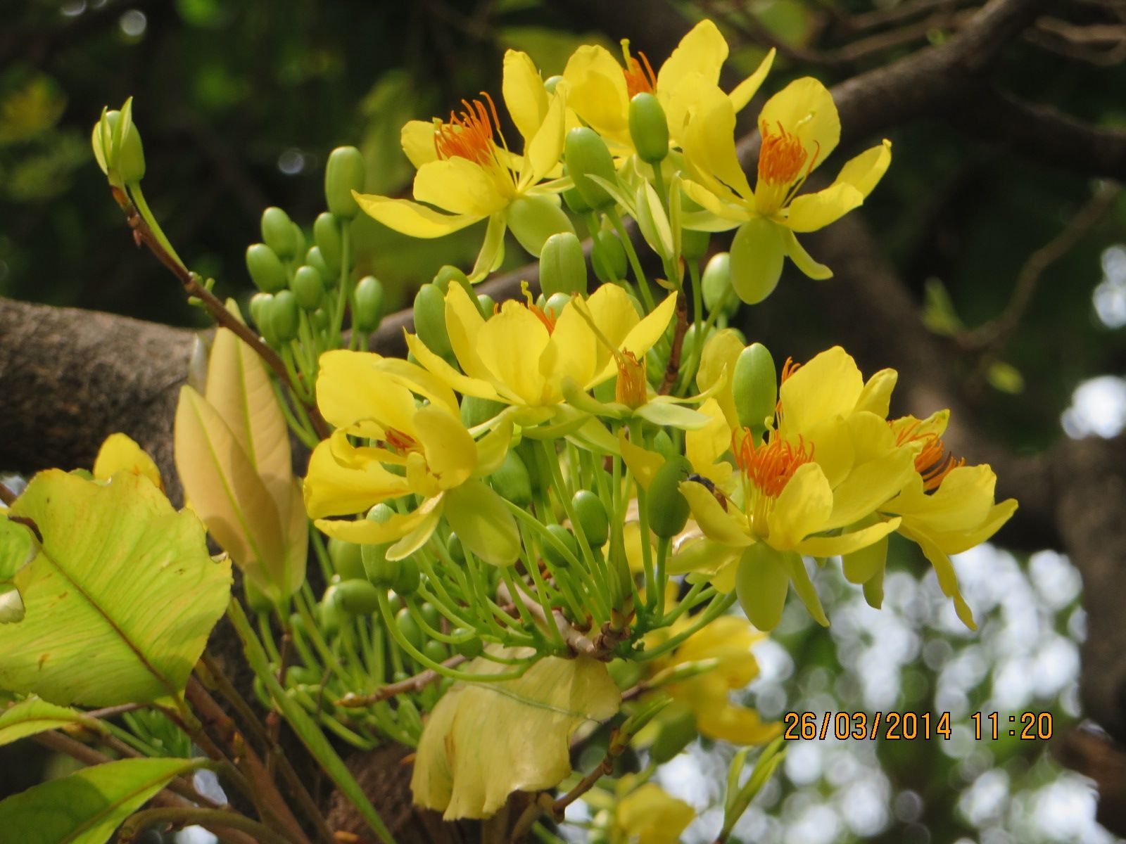 ช้างน้าว ( Ochna integerrima (Lour.) Merr.) | Flowers from Thailand ...