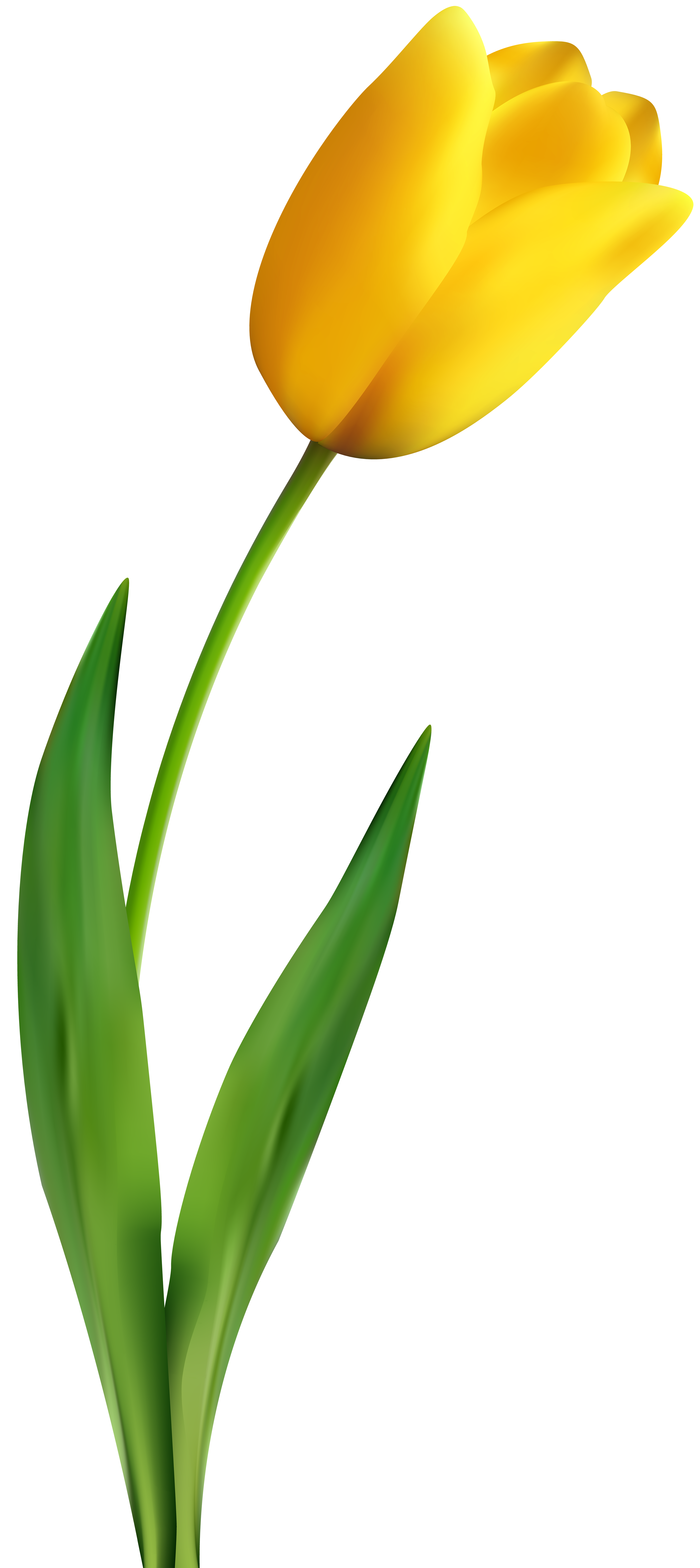 Yellow Tulip Transparent Clip Art Image | Gallery Yopriceville ...