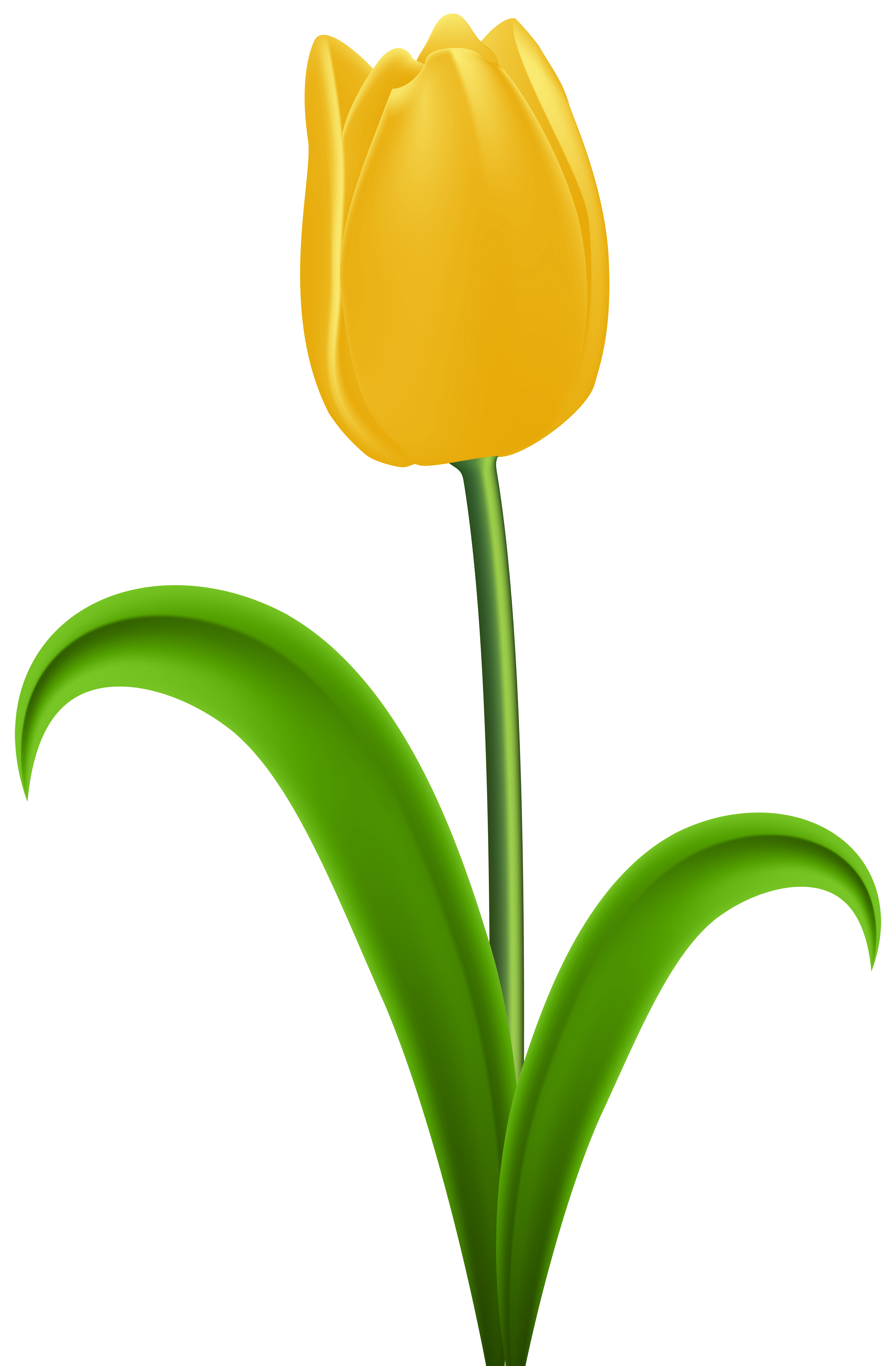Yellow Tulip Transparent PNG Clip Art | Gallery Yopriceville - High ...