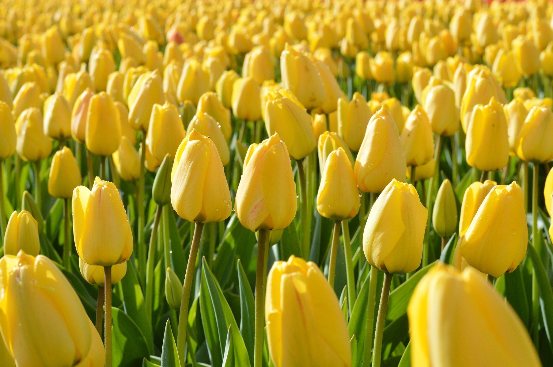 Wholesale Yellow Darwin Tulip Bulbs | DutchGrown