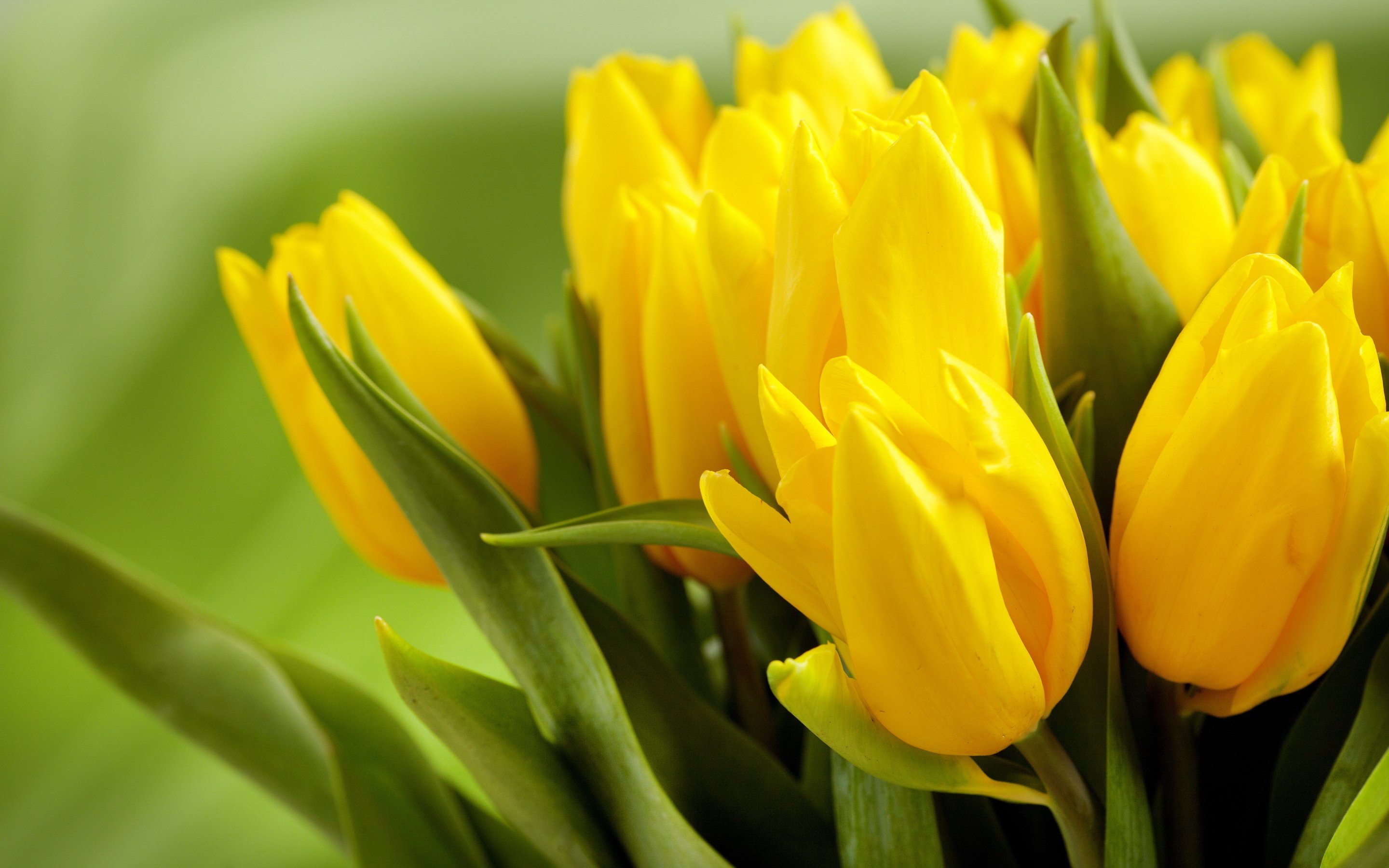 Yellow Tulip 762904 - WallDevil