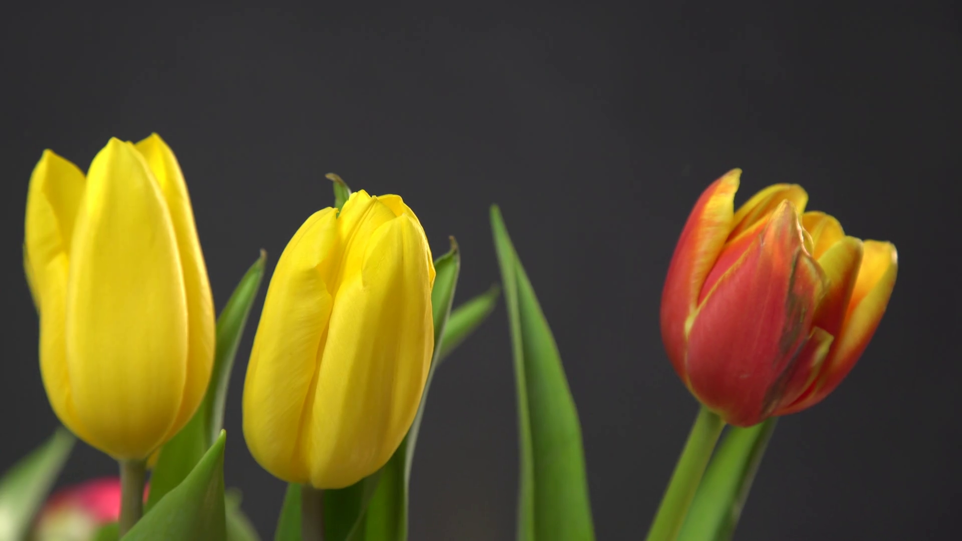 Close up of bunch of red yellow tulips flowers on dark black ...