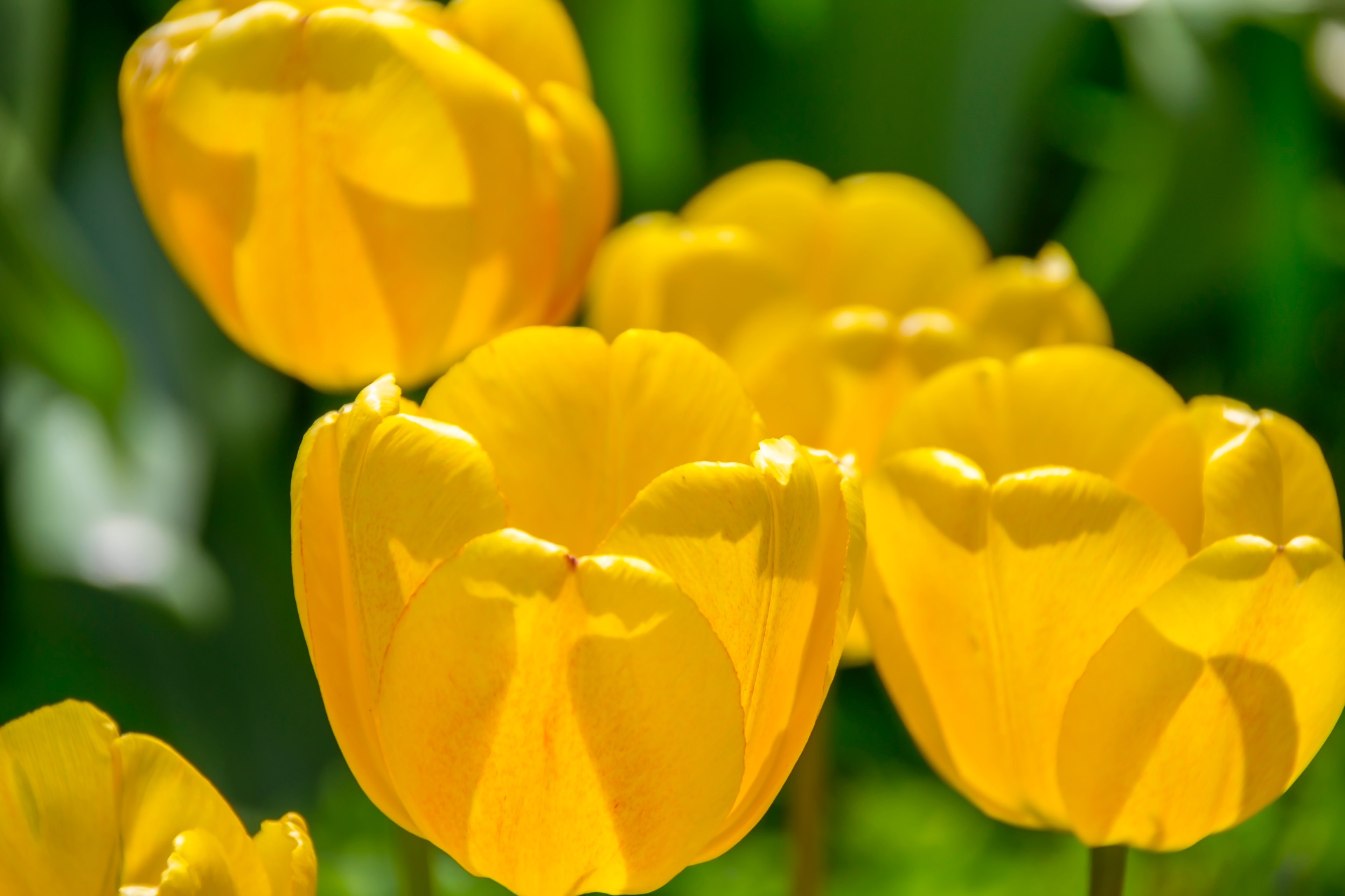 Yellow Tulip Flower Meaning Dictionary | Auntyflo.com