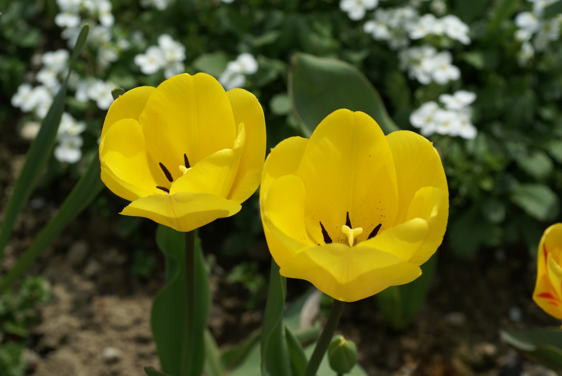 Two Yellow Tulips close up