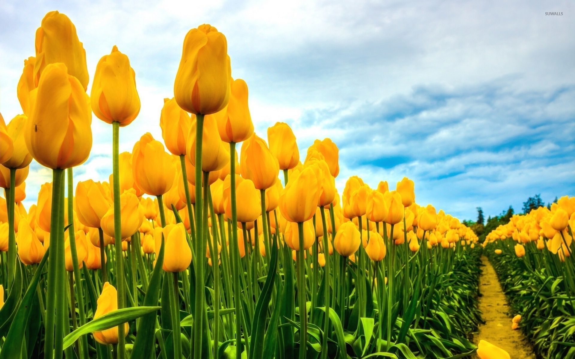 Field of yellow tulips wallpaper - Flower wallpapers - #34137