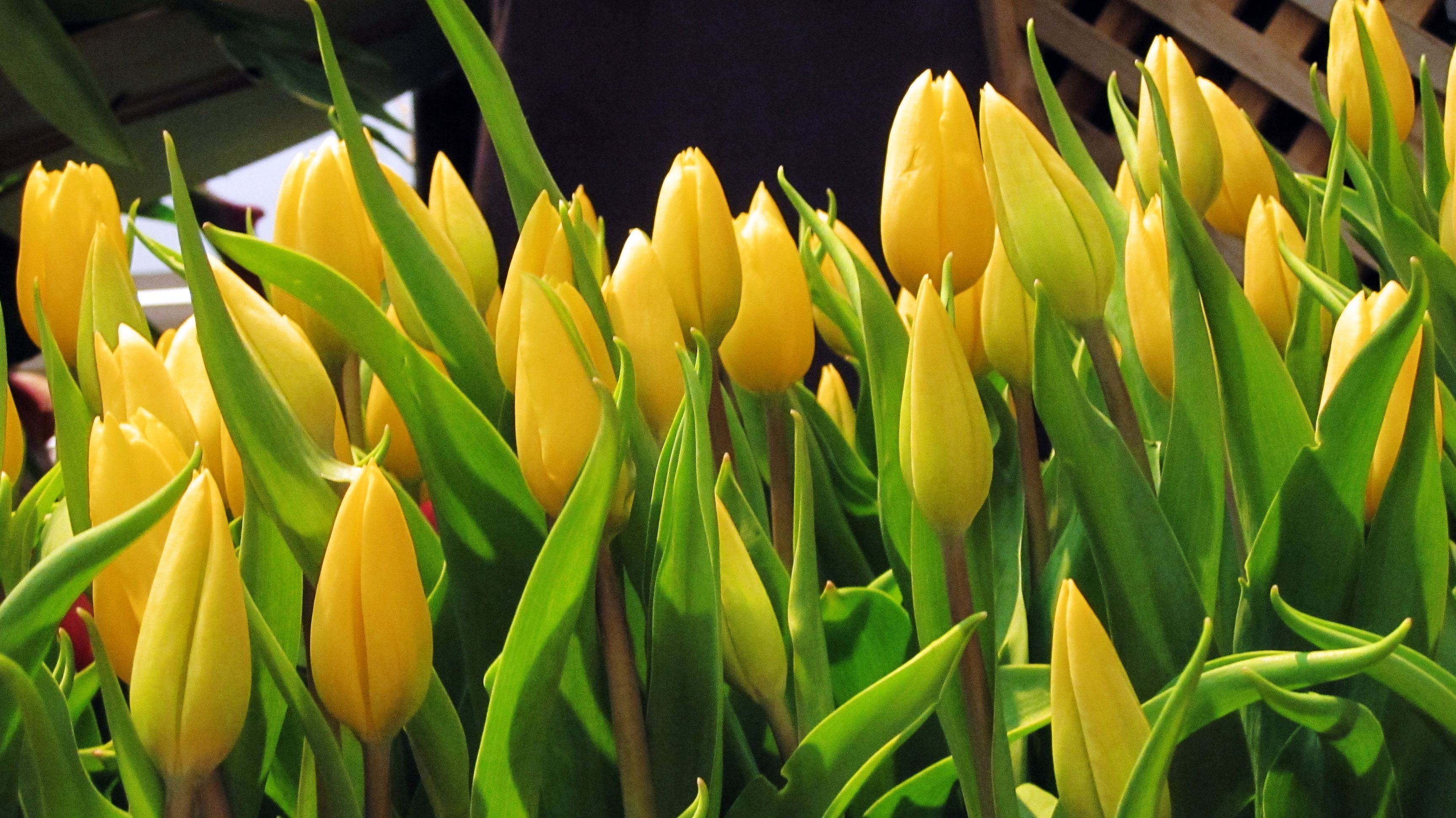 Tulip | Yellow Tulip 990 « « Previous Photo | Next Photo ...