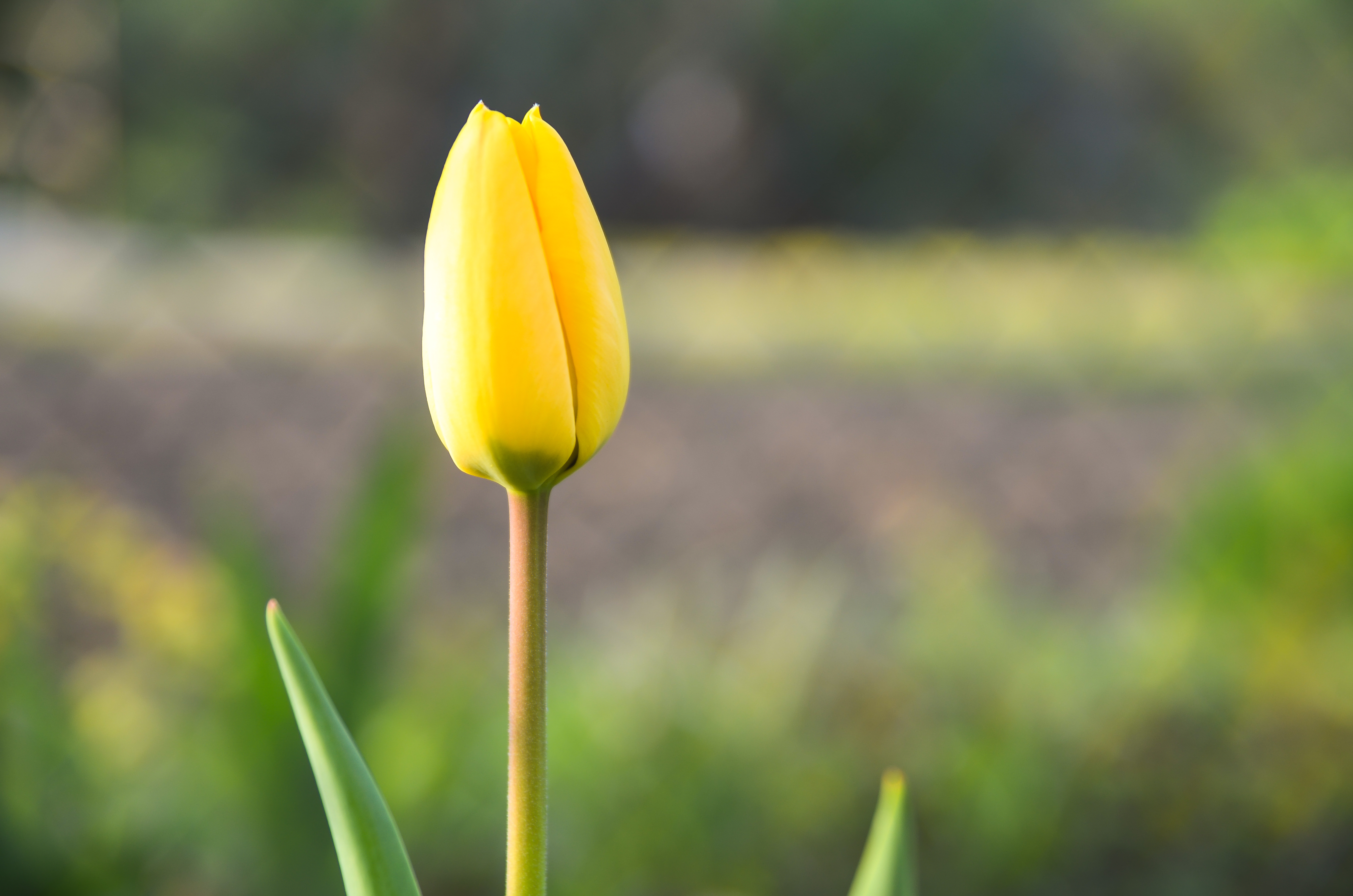 Yellow Tulip - Moni's Photo