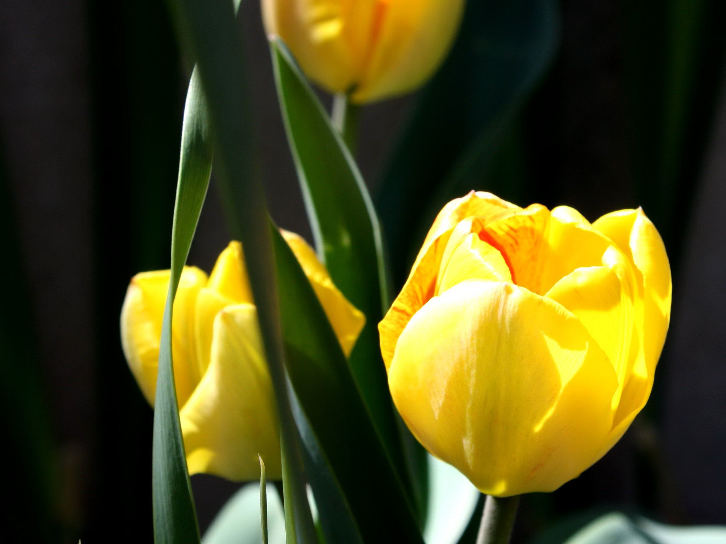 Free picture: three, yellow, tulip garden