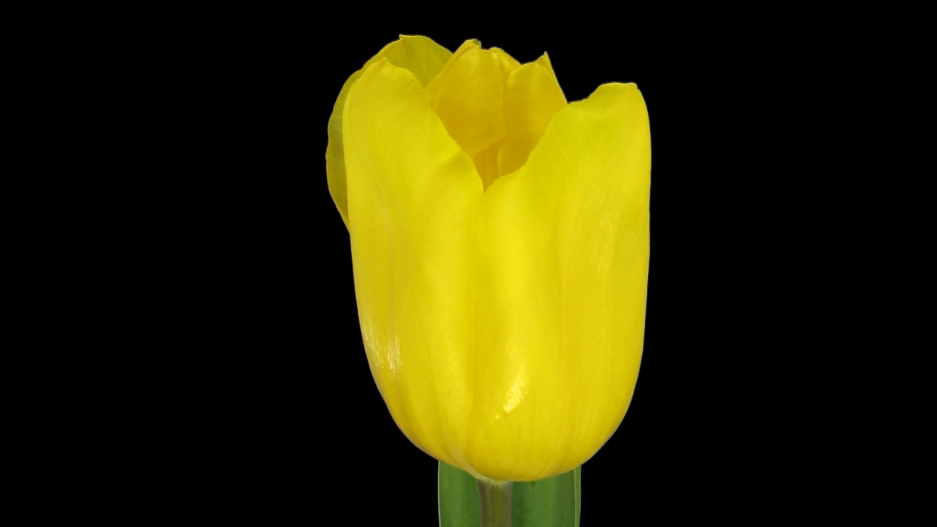 Time-lapse of growing and opening yellow tulip in a vase 7b1 in PNG+ ...