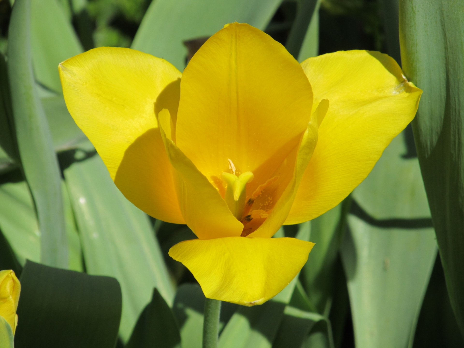 Yellow Tulip In Bloom Free Stock Photo - Public Domain Pictures