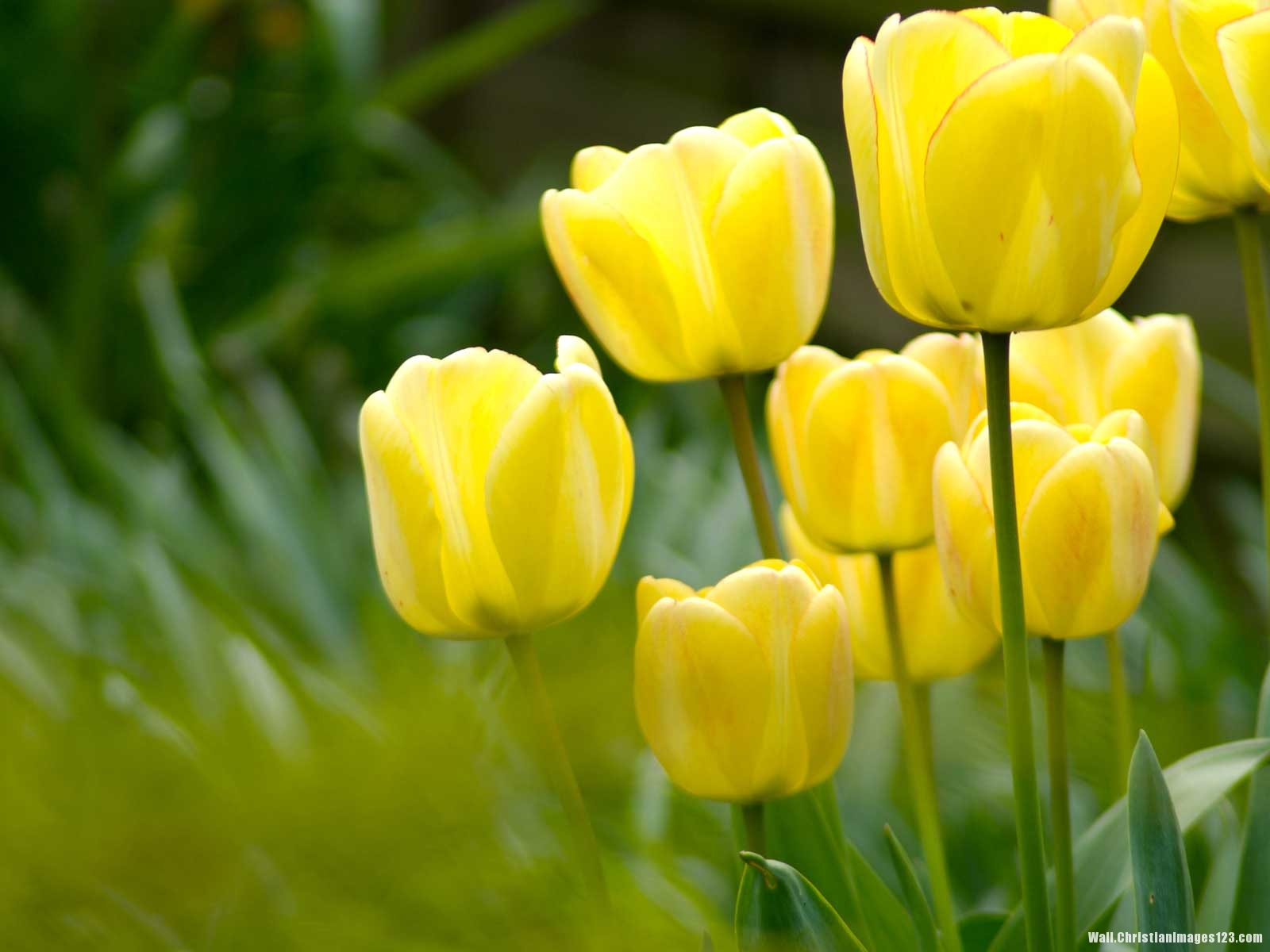 Yellow Tulip Flower Background – Wall