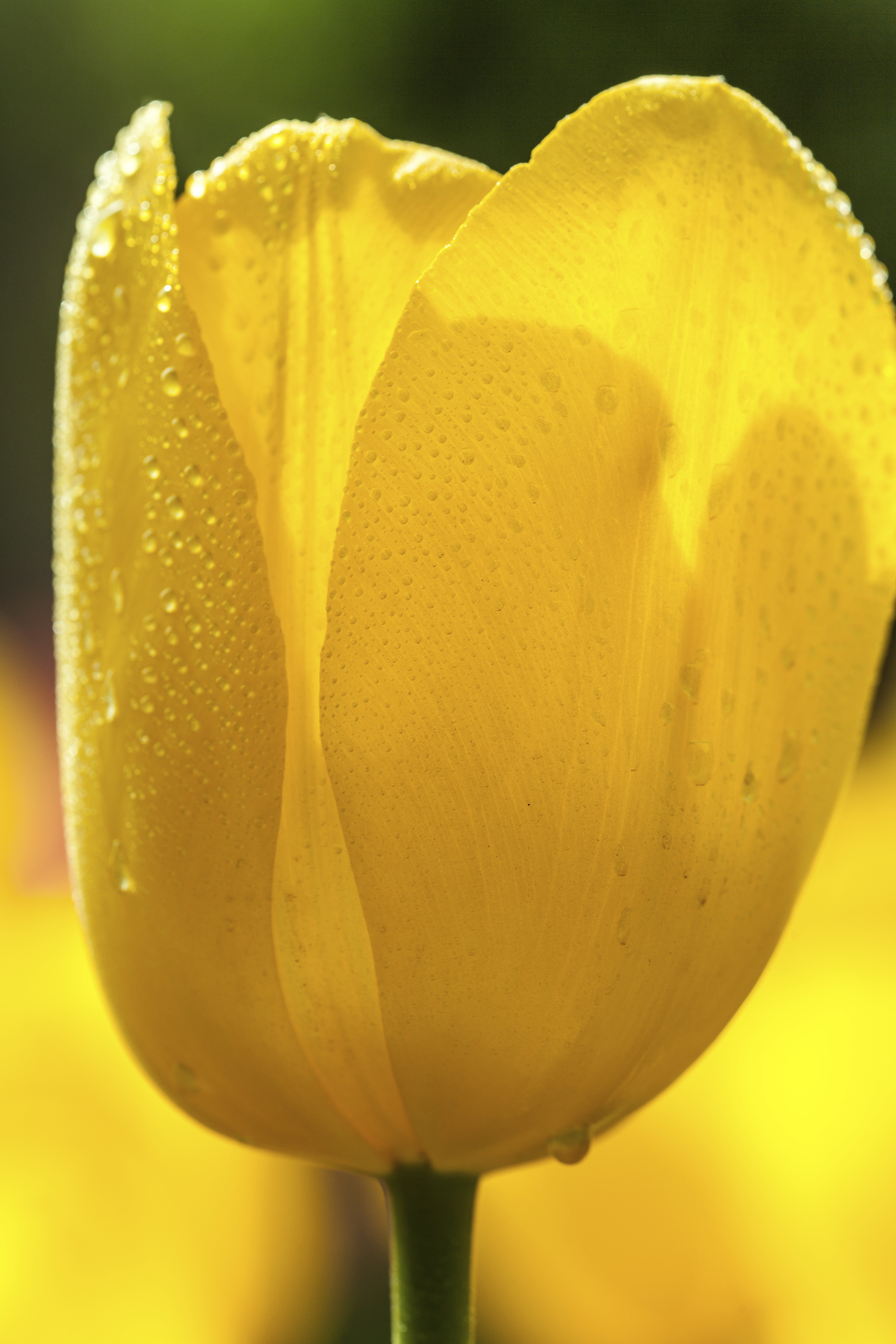 Yellow Tulip with Dew Drops - Designer's Art of California