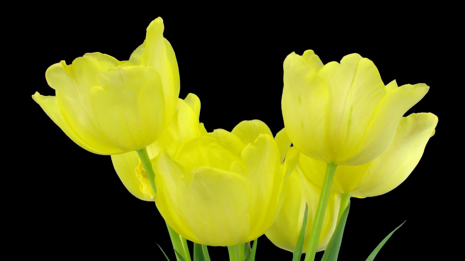 Time-lapse of growing and opening yellow tulips bouquet 6a1 in PNG+ ...