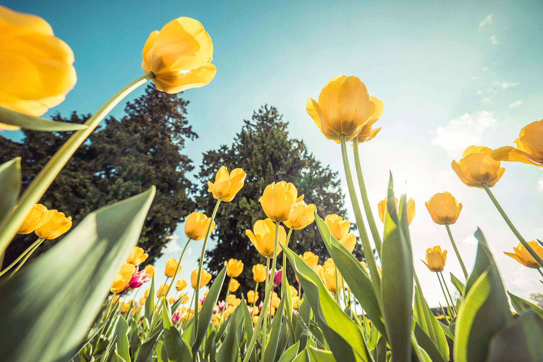 Yellow Tulips From Below Against Bright Sky Free Stock Photo ...