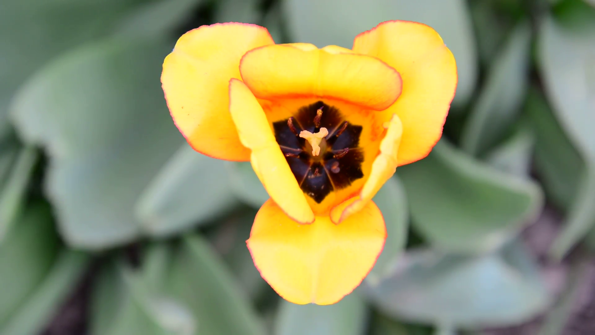 Beautiful yellow tulip, top view Stock Video Footage - Videoblocks