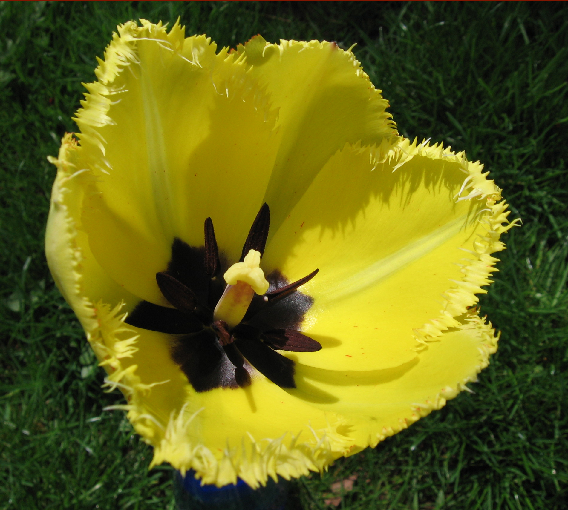 File:Fringed tulip.jpg - Wikimedia Commons