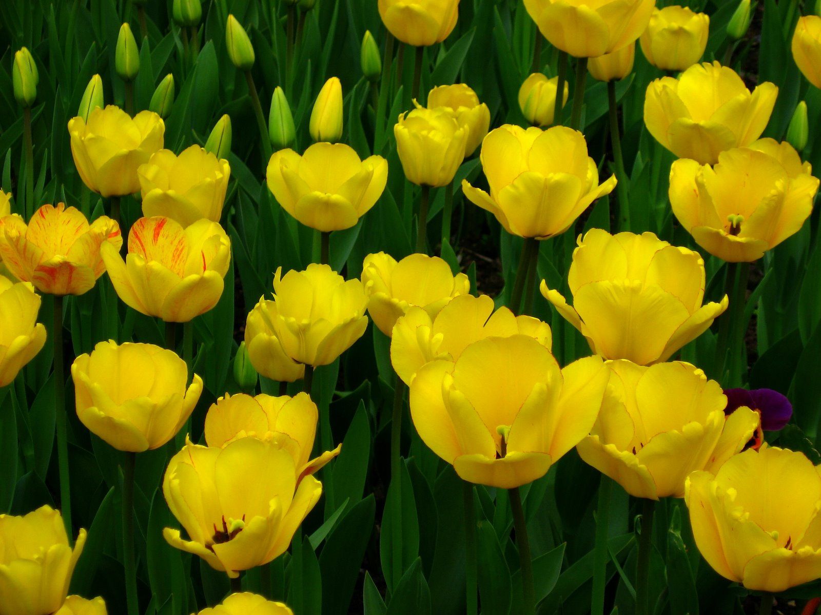 Yellow Tulip - Yellow Photo (34512671) - Fanpop | Flower Tulip ...