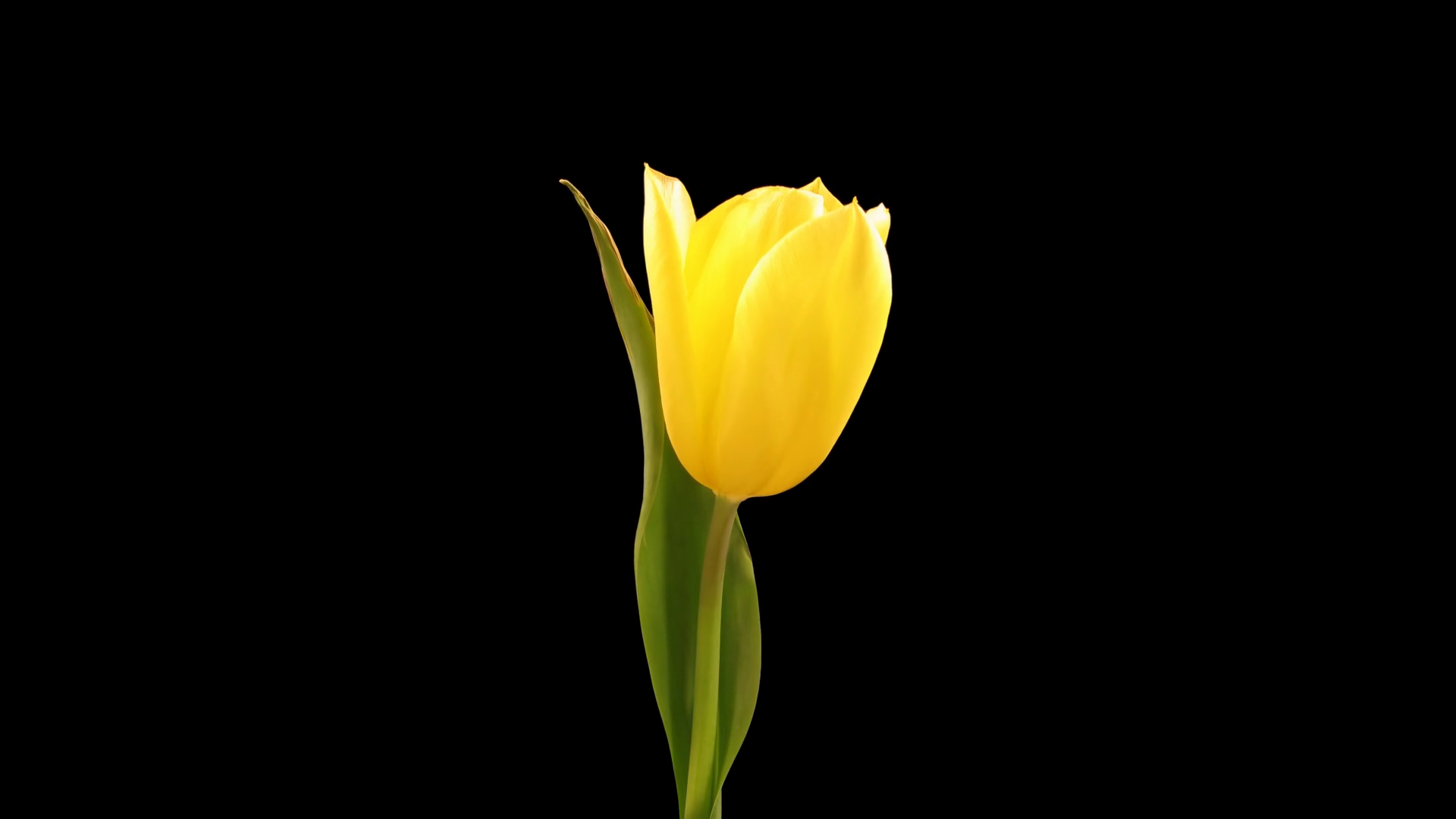 Time-lapse of growing and opening yellow tulip 5a1 in PNG+ format ...