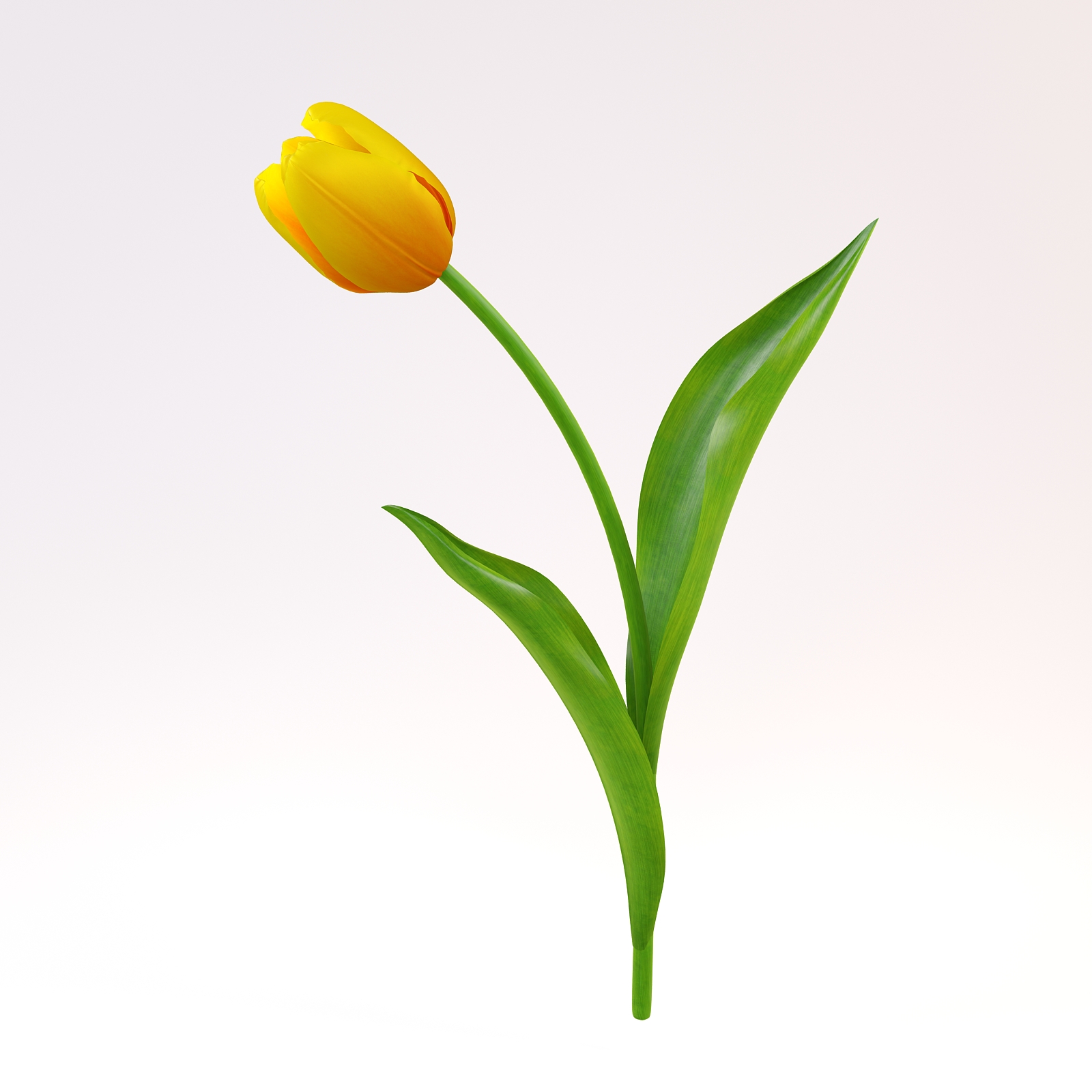 Download Free photo: Yellow Tulip - Art, Bloom, Blooming - Free Download - Jooinn