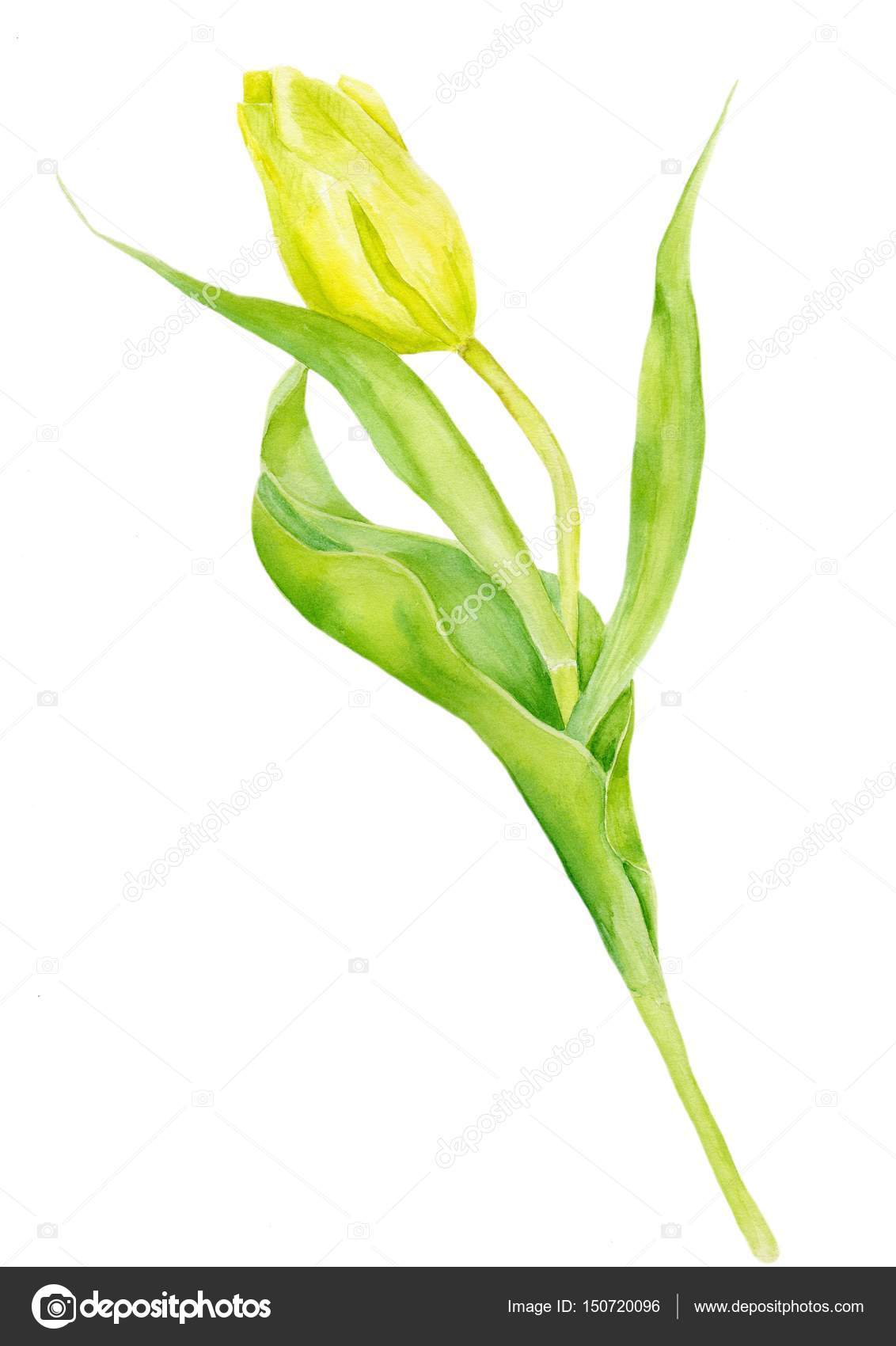 Watercolor painting Tulip. Yellow Tulip on white background — Stock ...