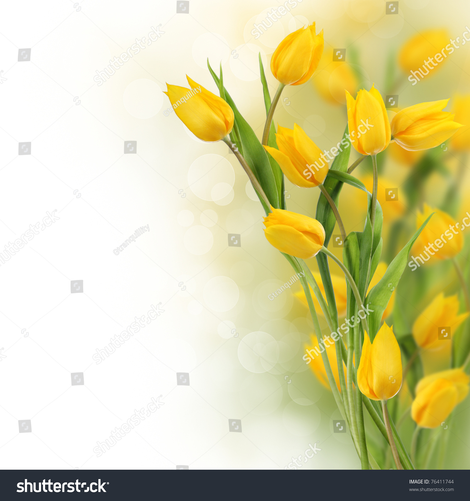 Yellow Tulip Flowers Copy Space Stock Photo (Royalty Free) 76411744 ...