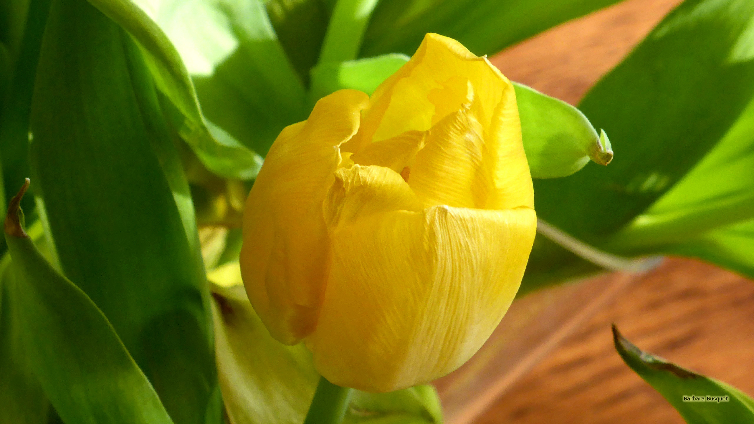 Close up yellow tulip - Barbaras HD Wallpapers