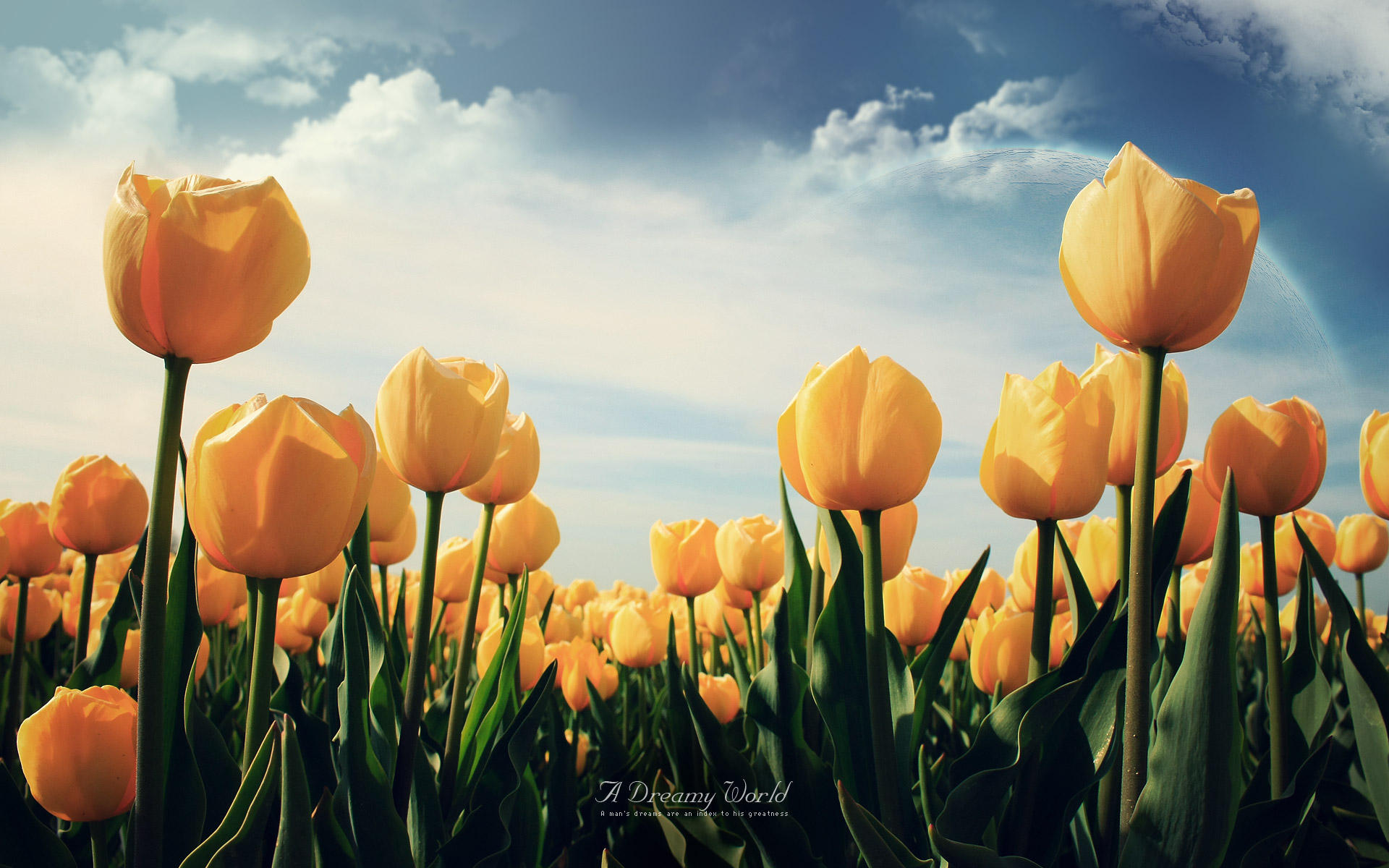 Yellow Tulips Wallpapers | HD Wallpapers | ID #11249