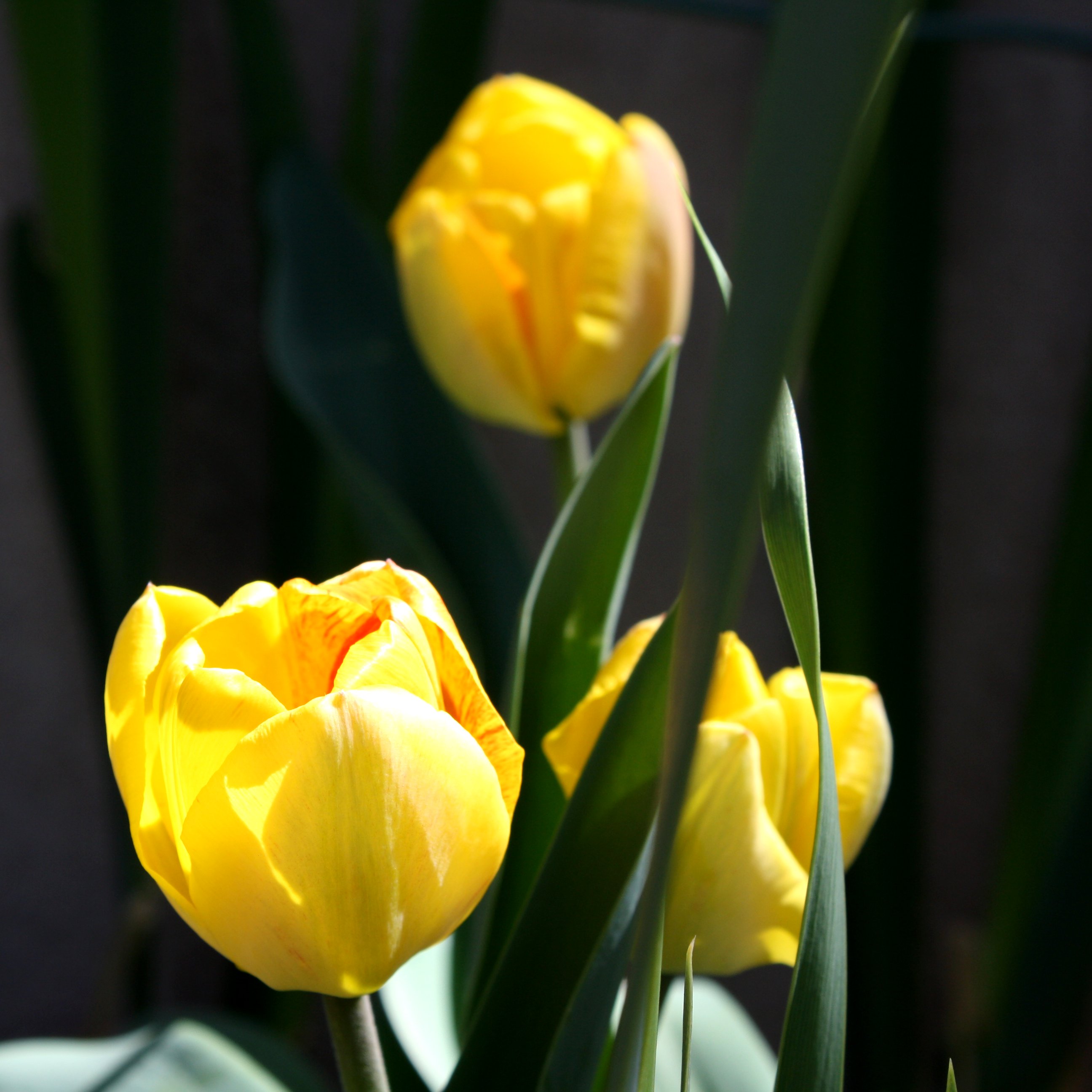 Three Yellow Tulips Picture | Free Photograph | Photos Public Domain