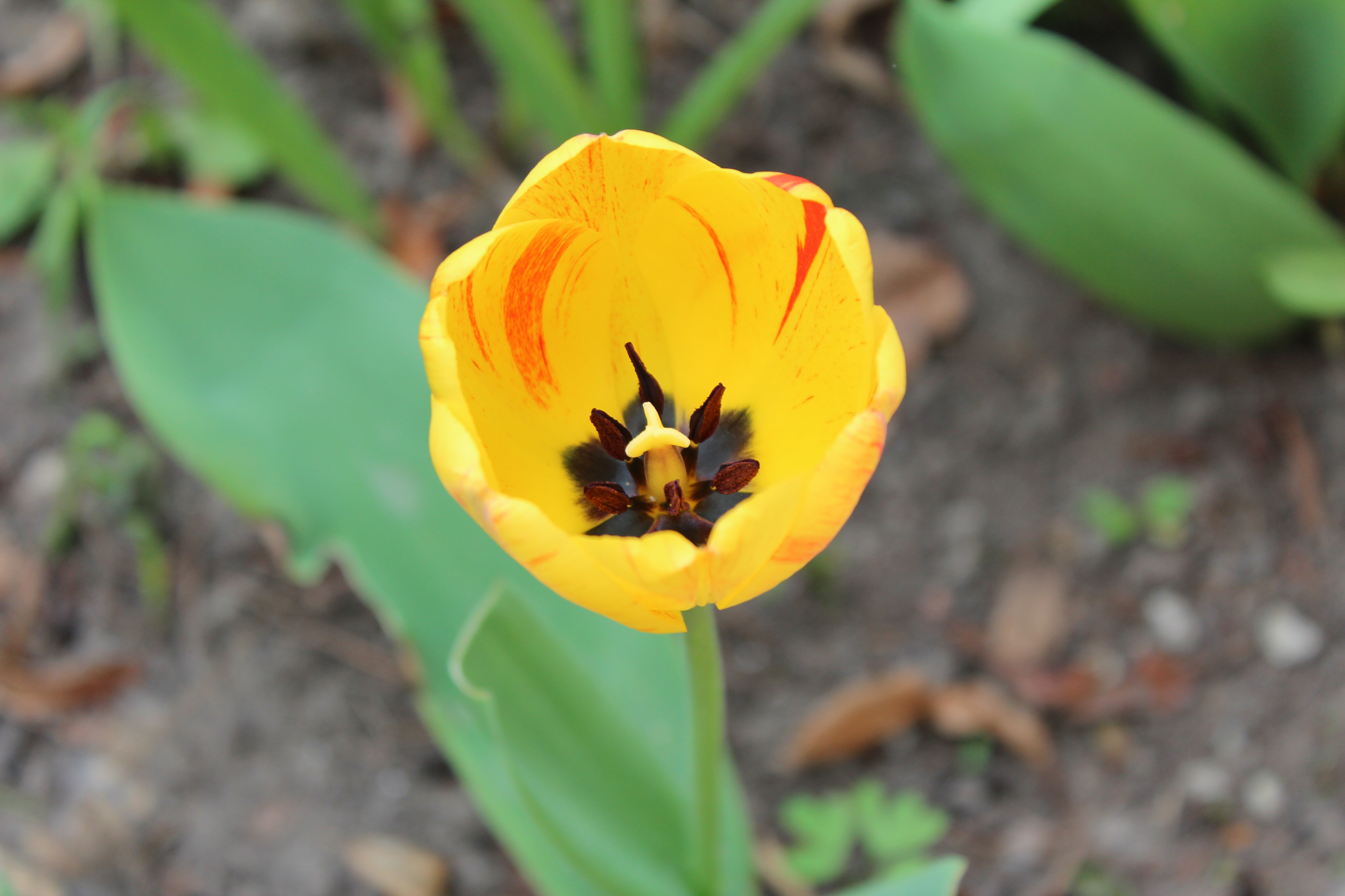 File:Yellow tulip gelbe tulpe.jpg - Wikimedia Commons