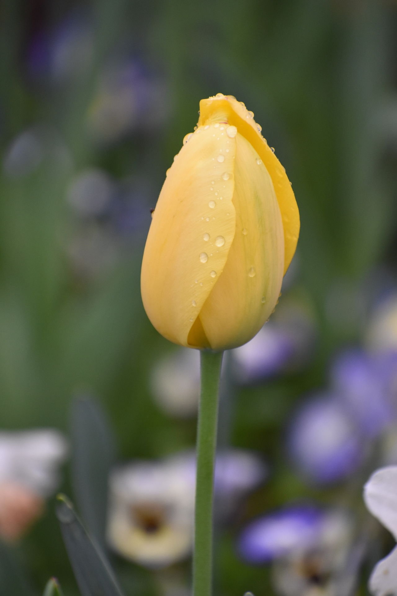 Mind-blowing Facts About Tulips You Definitely Cannot Miss