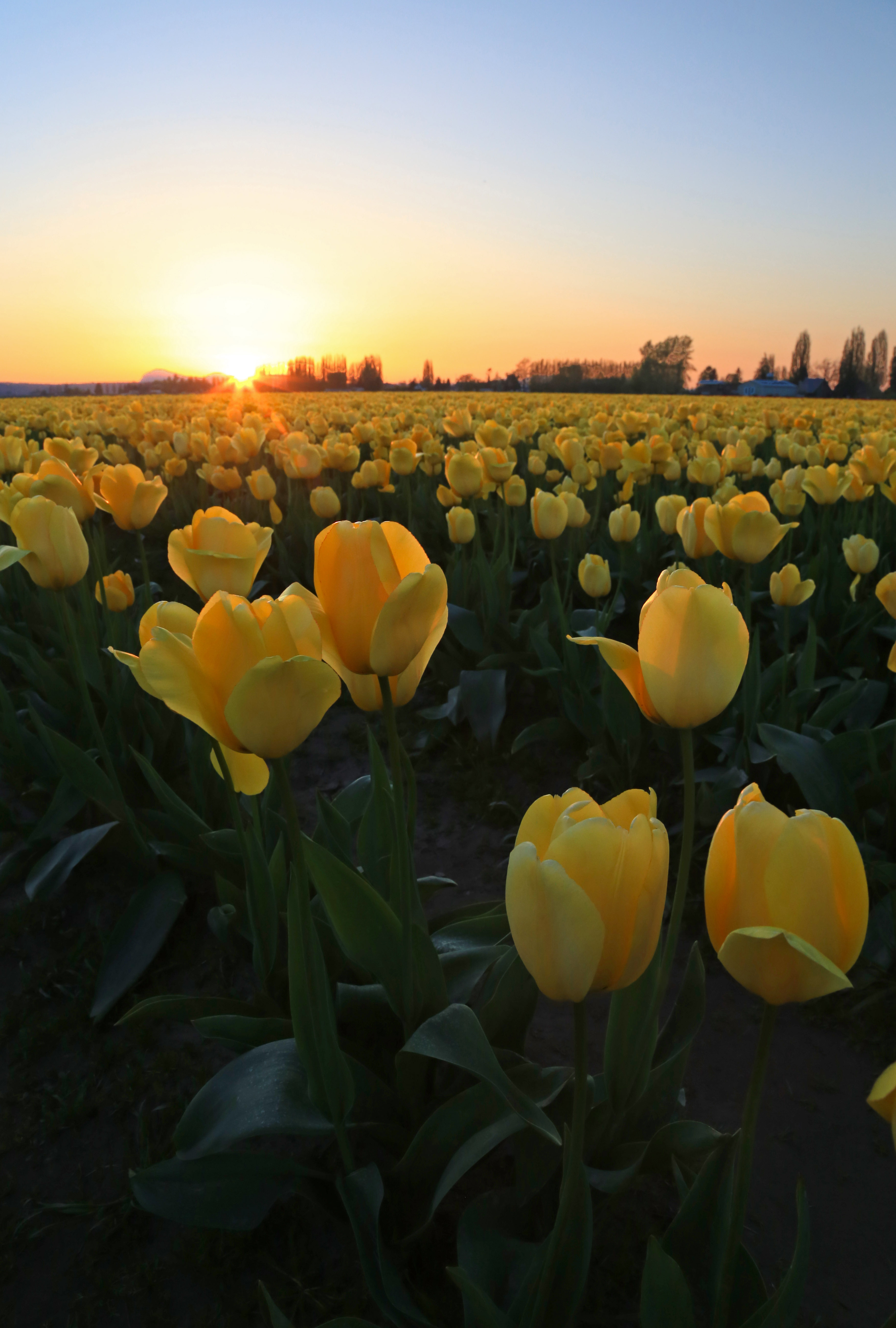 Yellow tulips skagit valley tulip festival | North Western Images ...