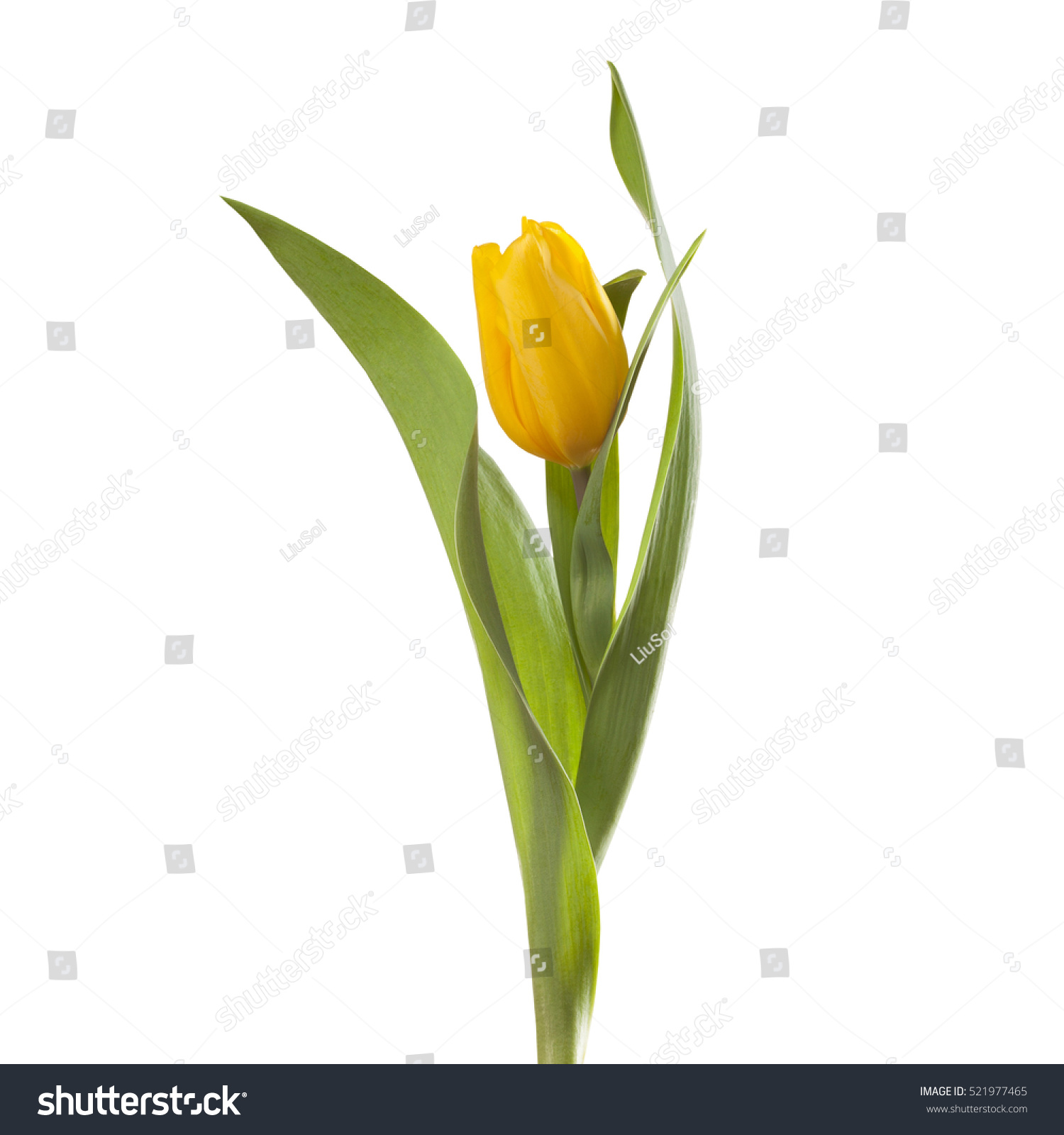 Yellow Tulip Flower On Stem Leaves Stock Photo (Download Now ...