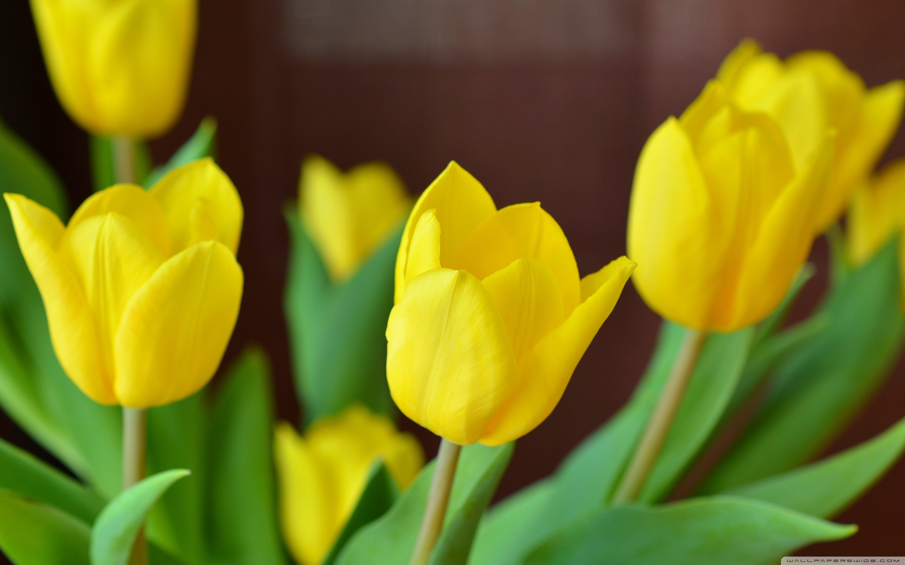 Yellow Tulips ❤ 4K HD Desktop Wallpaper for 4K Ultra HD TV • Wide ...