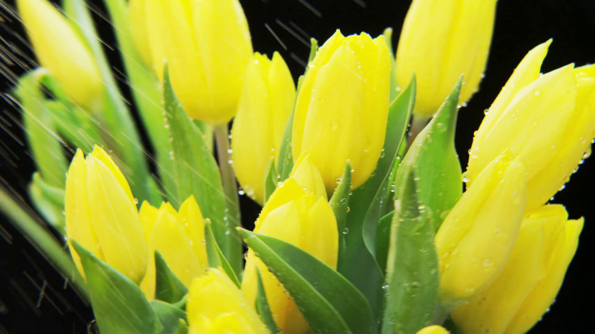 Yellow Tulips Rotating in Heavy Rain Stock Video Footage - VideoBlocks